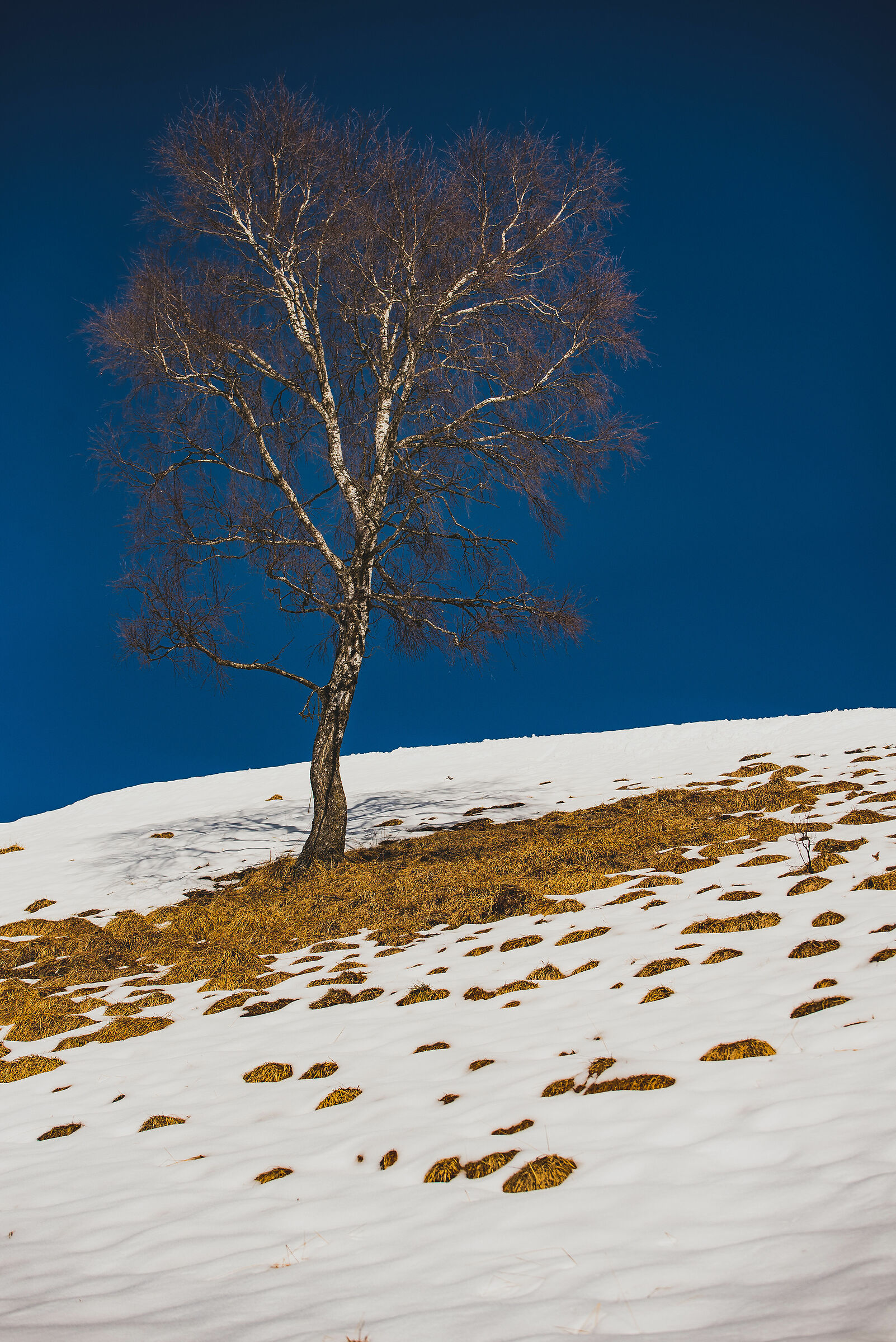 solitary birch