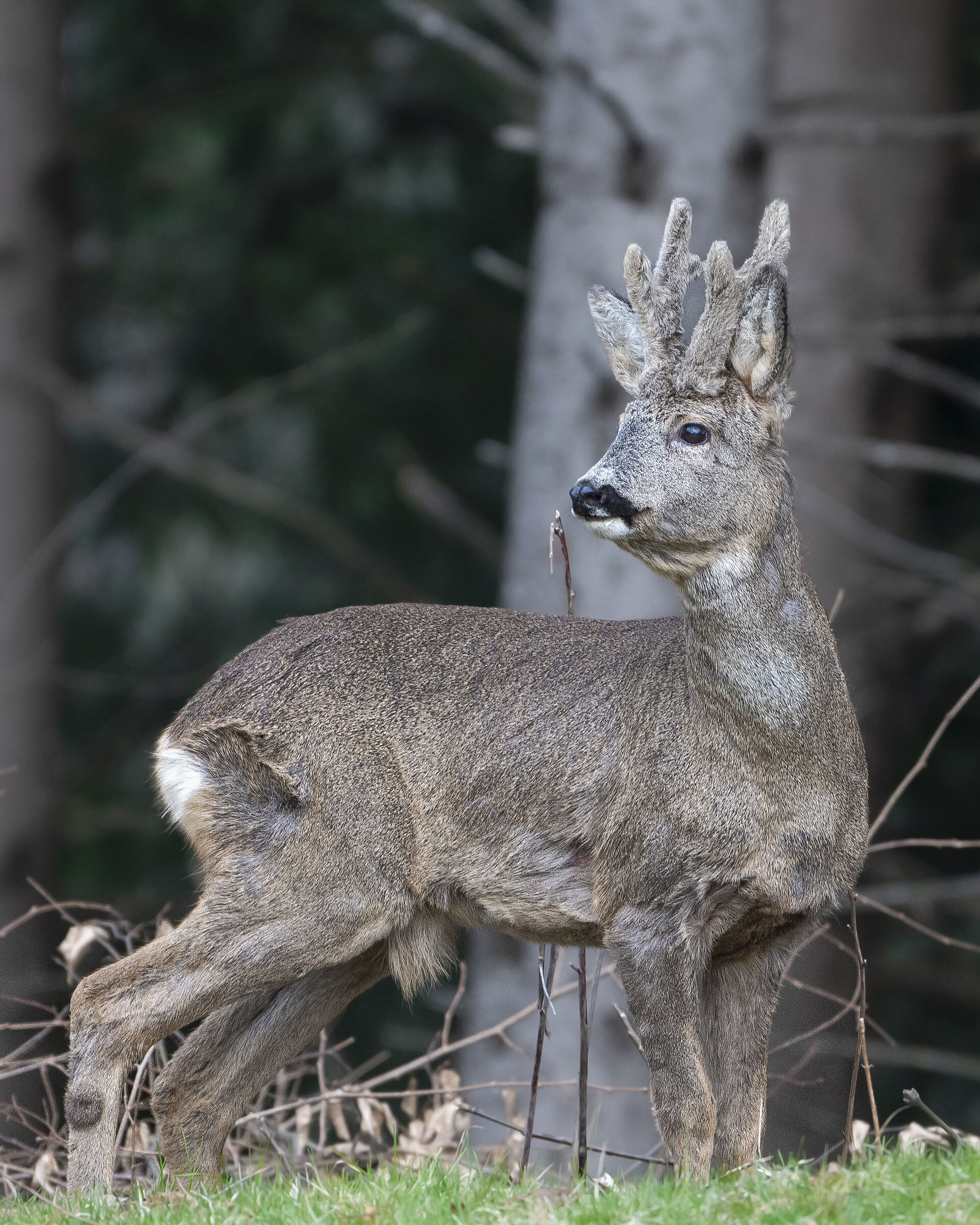 Roe deer