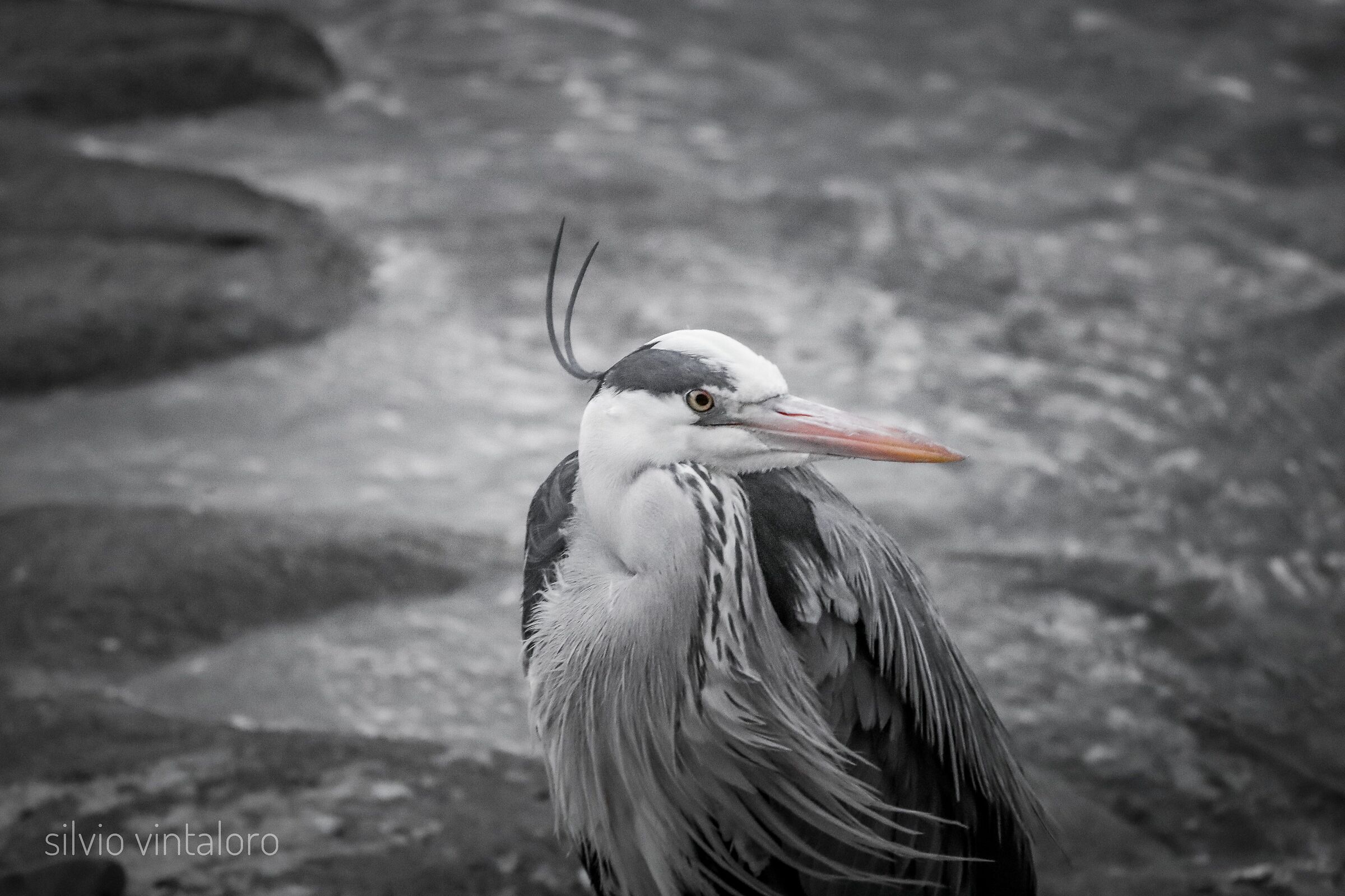 Heron