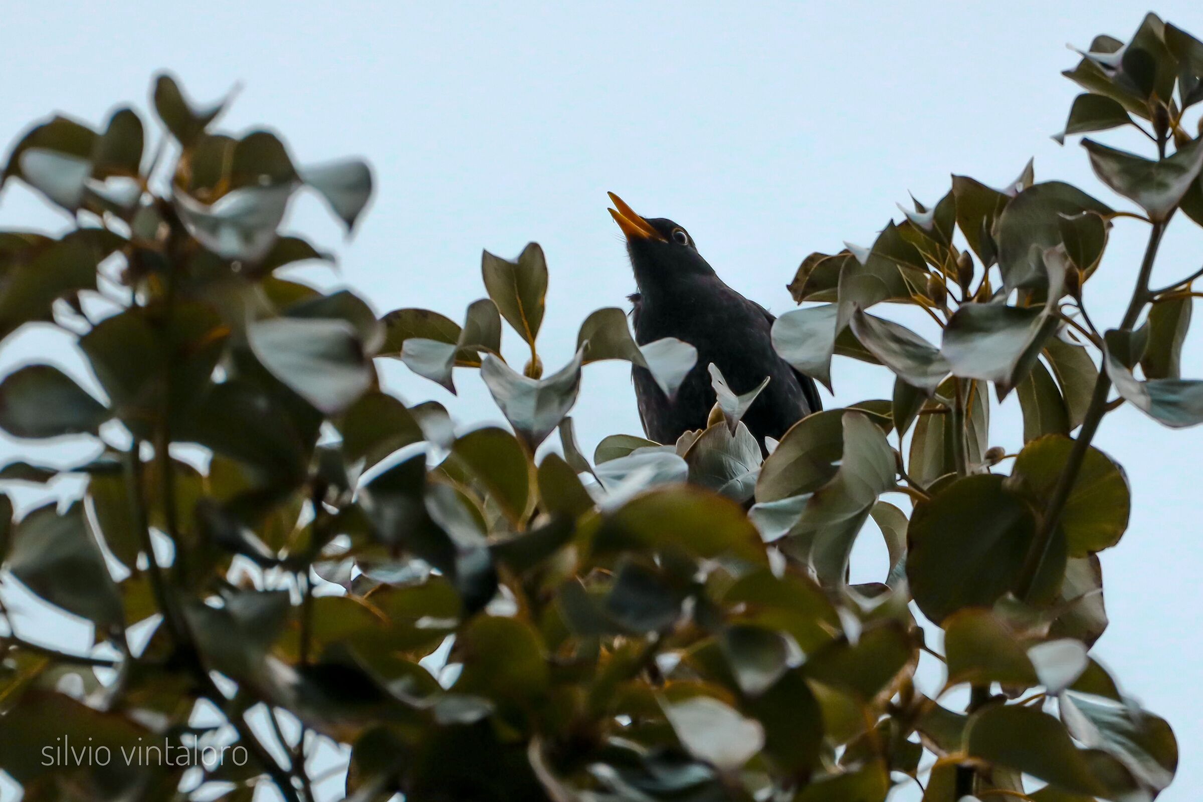 Turdus merula