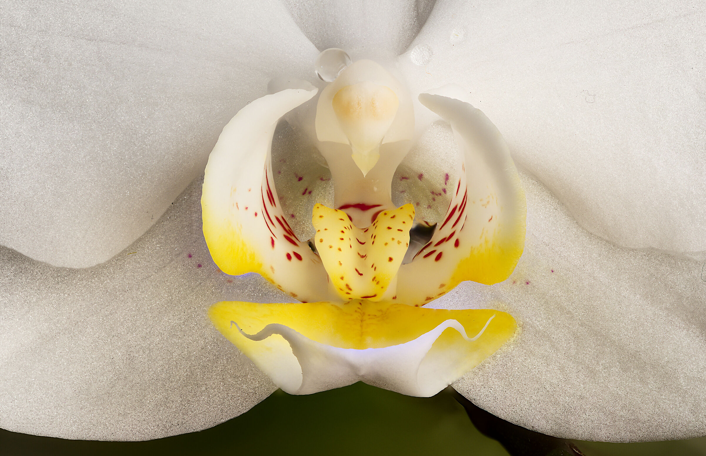 Prova di focus stacking