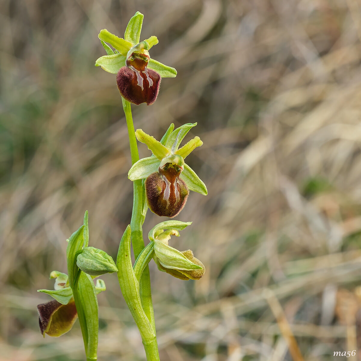 Ophrys Sphecodes