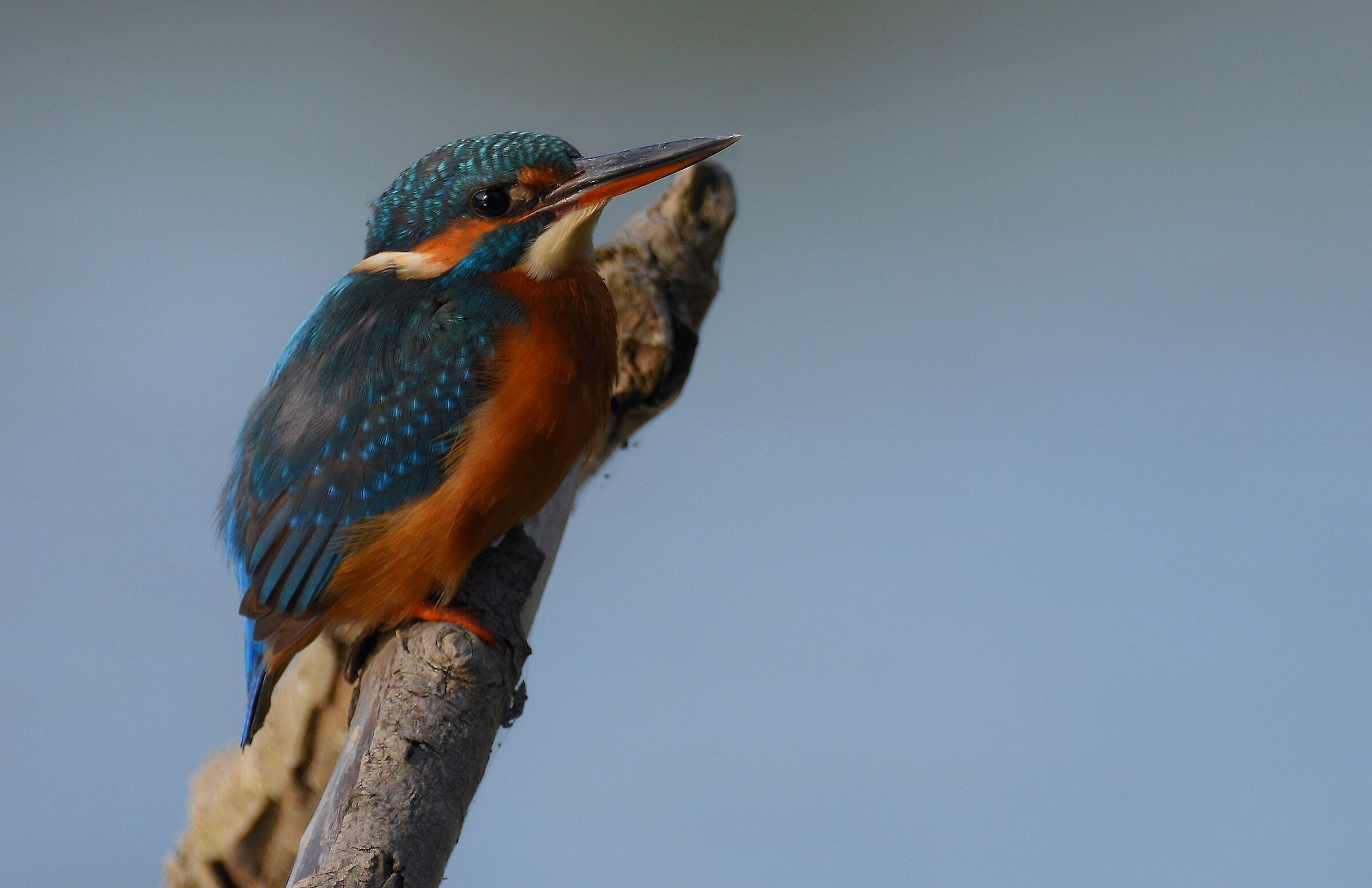 Kingfisher (Alcedo atthis)