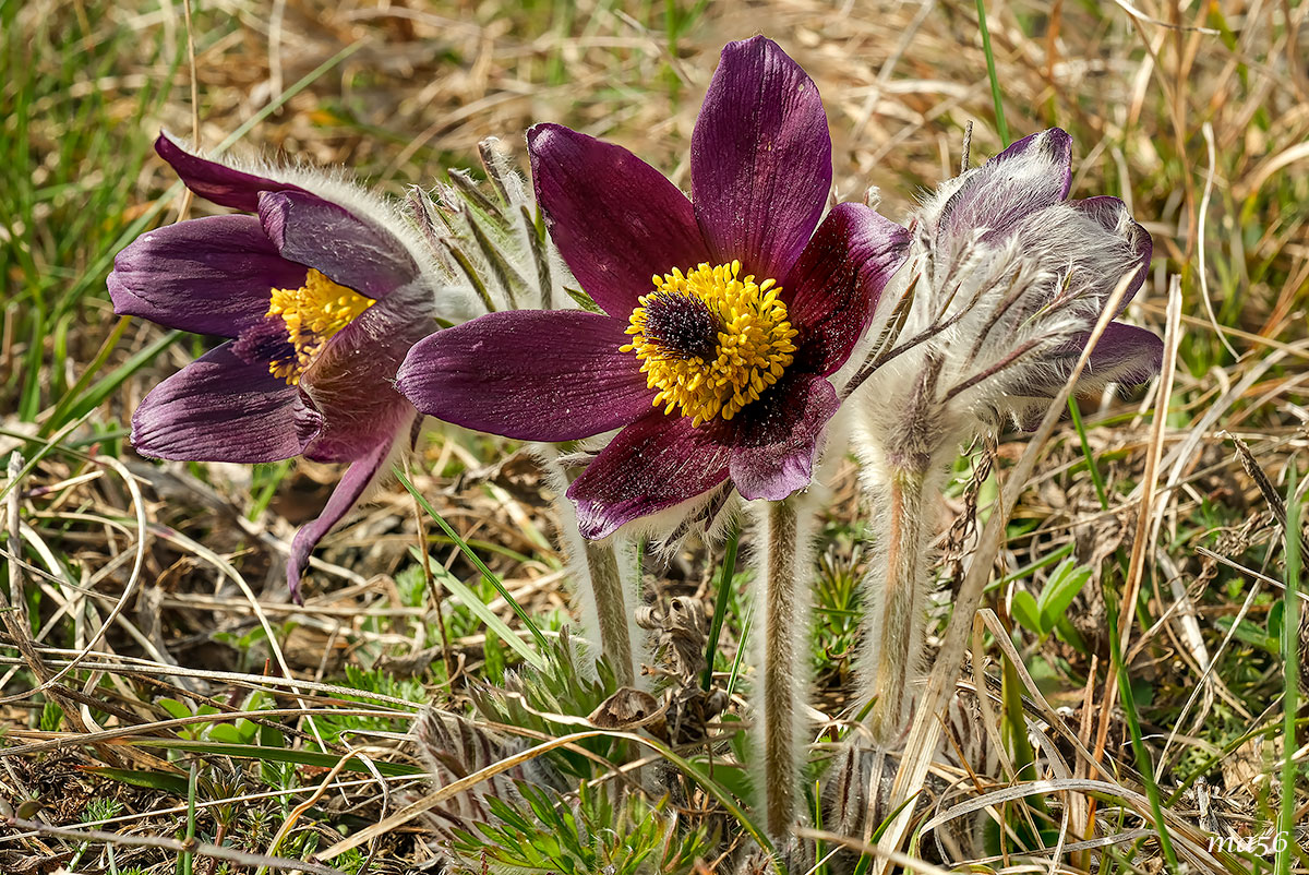 Pulsatilla montana