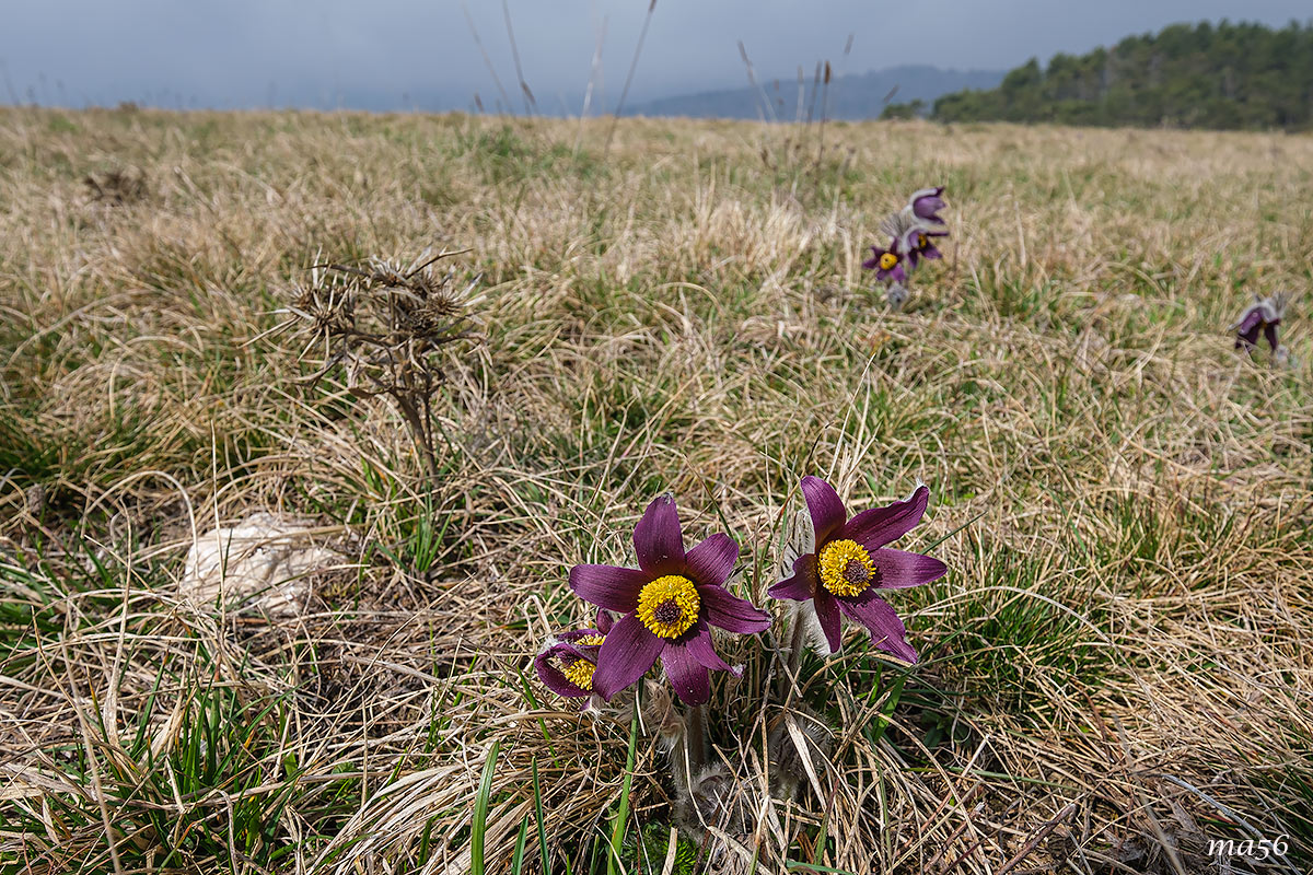 Pulsatilla montana