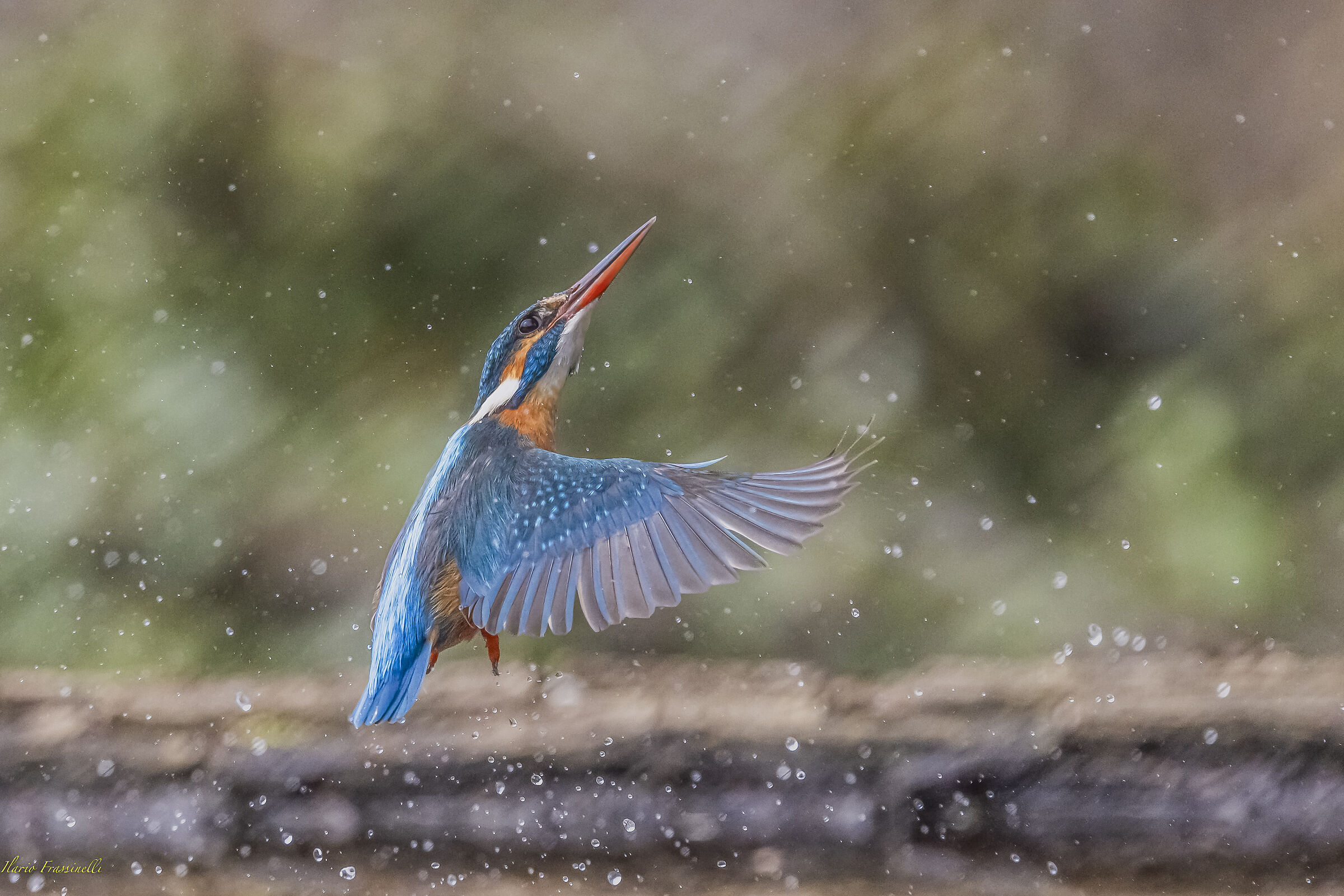 Kingfisher