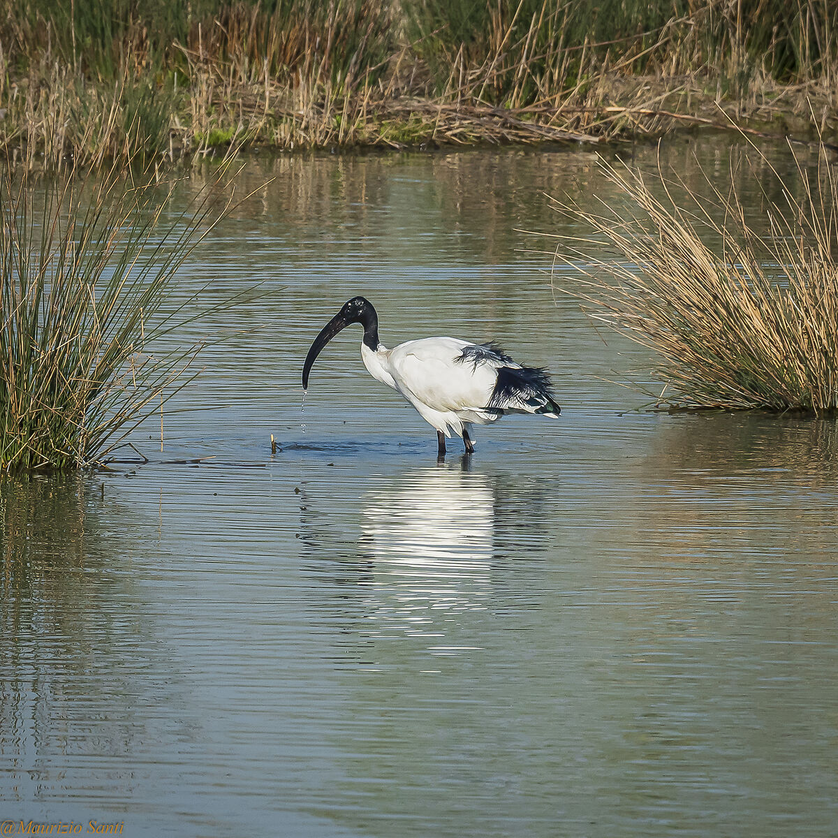 Ibis pensieroso