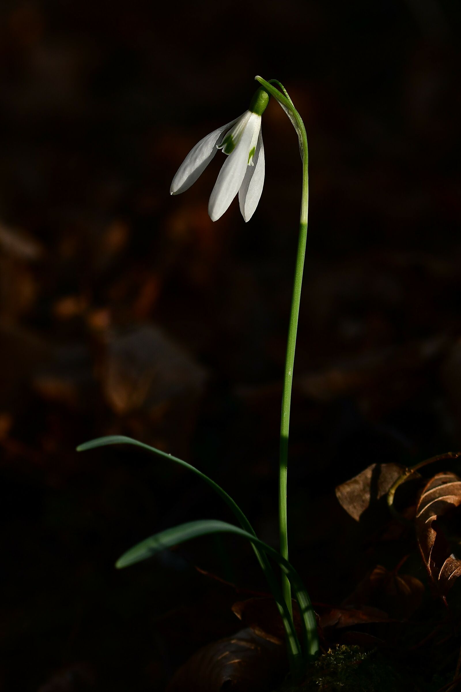 Snowdrop