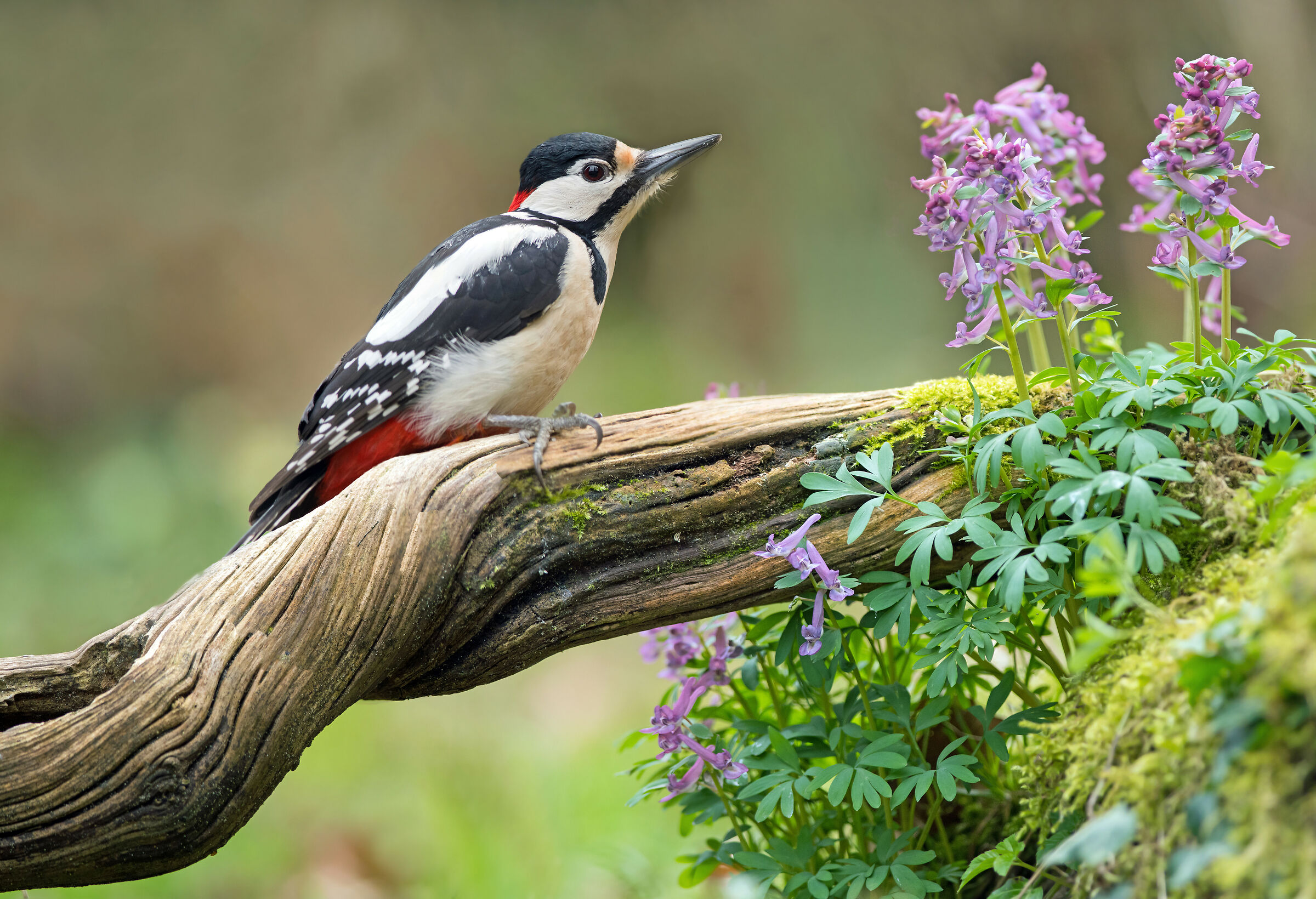 Picchio rosso maggiore