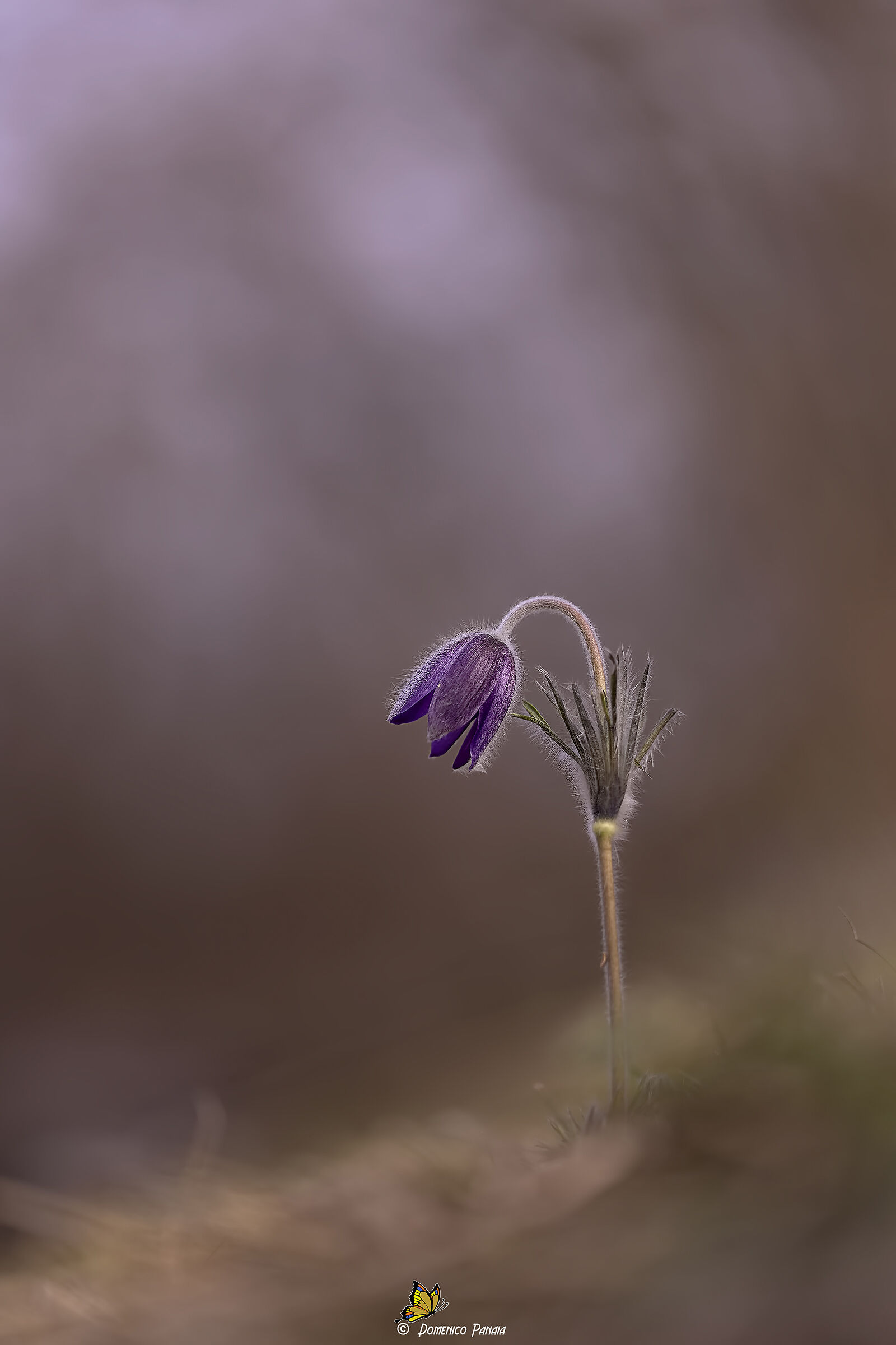 Pulsatilla