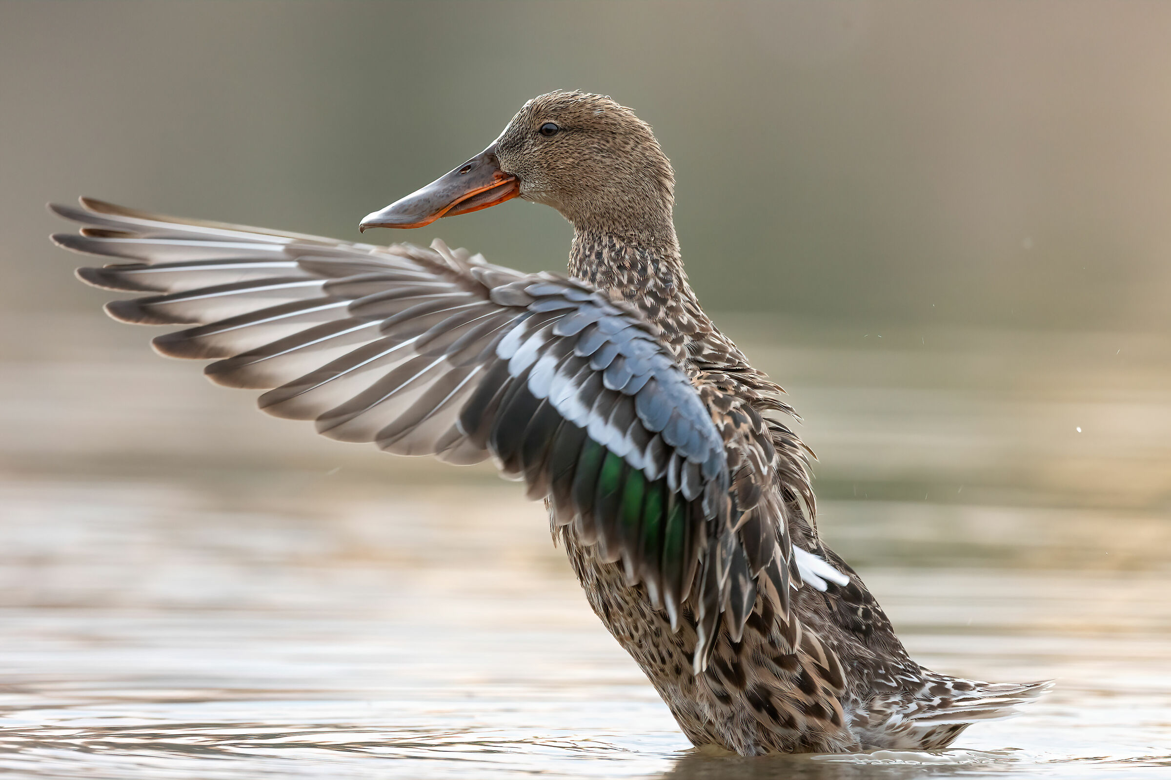 Shoveler flapping its wings 1