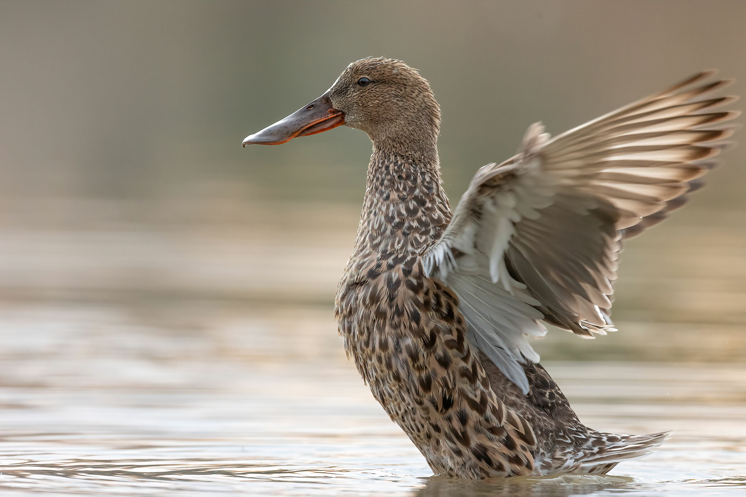 Ladle Flapping Wings 2