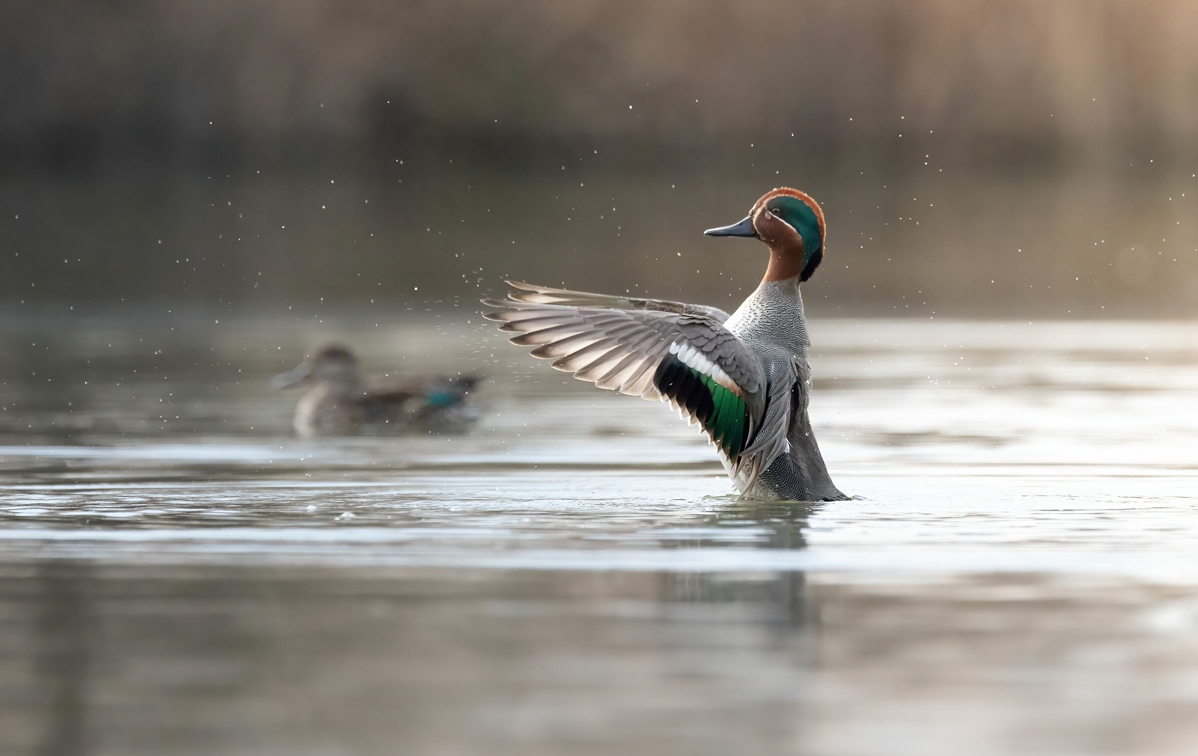 Teal at sunset 1