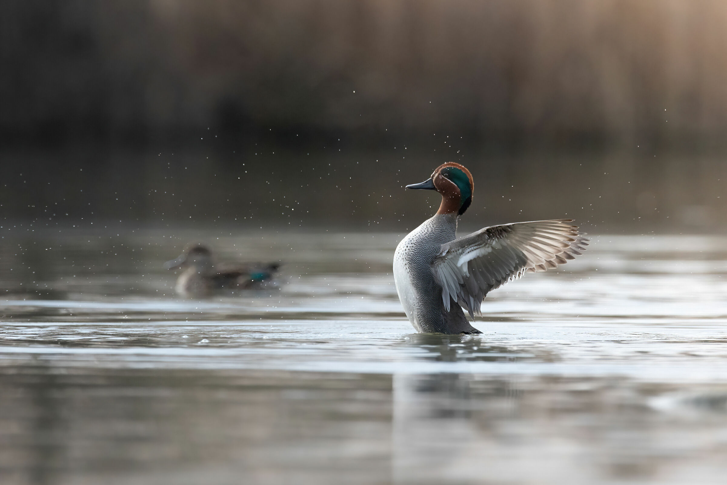 Teal at sunset 2