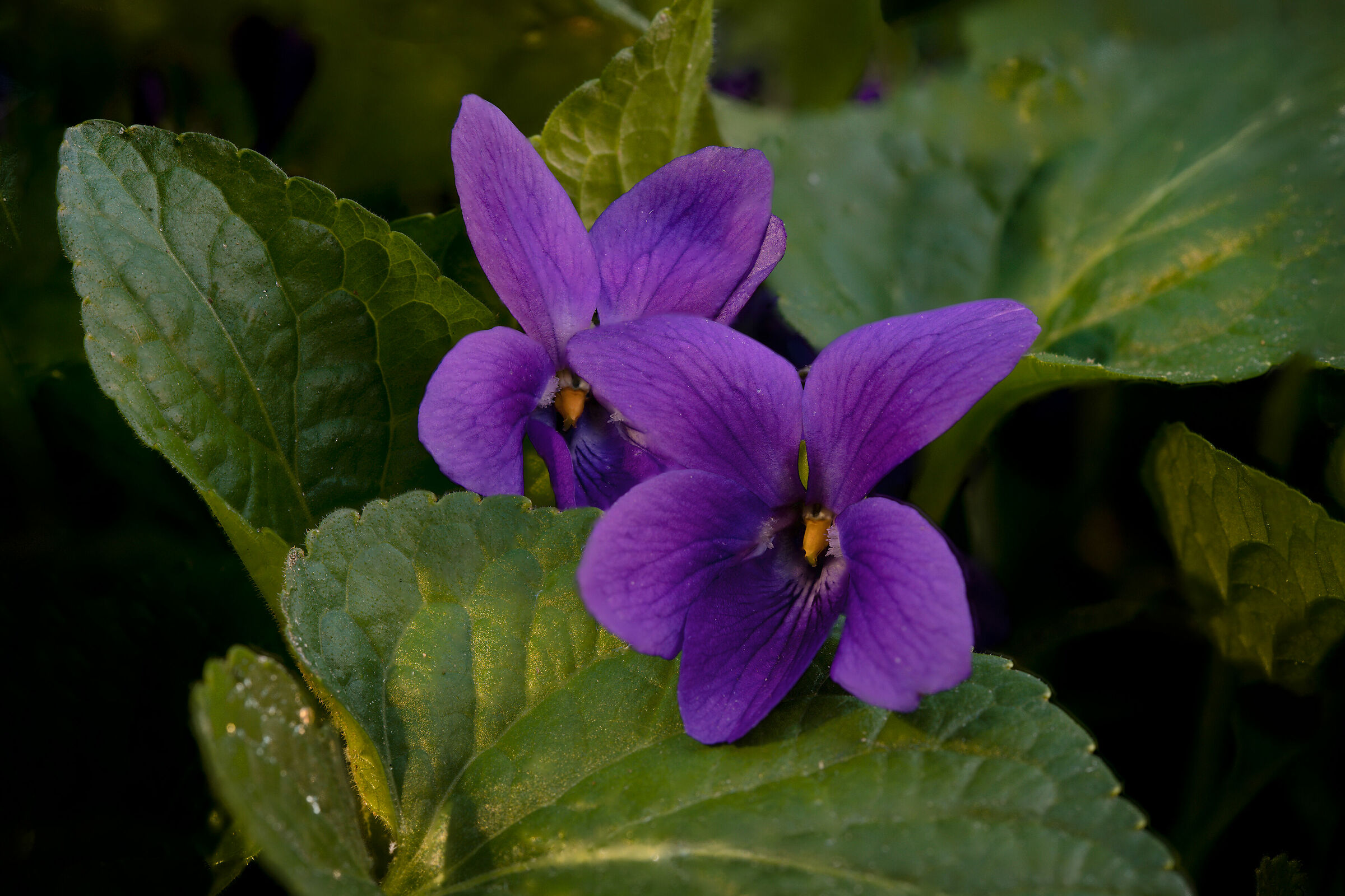 Violets