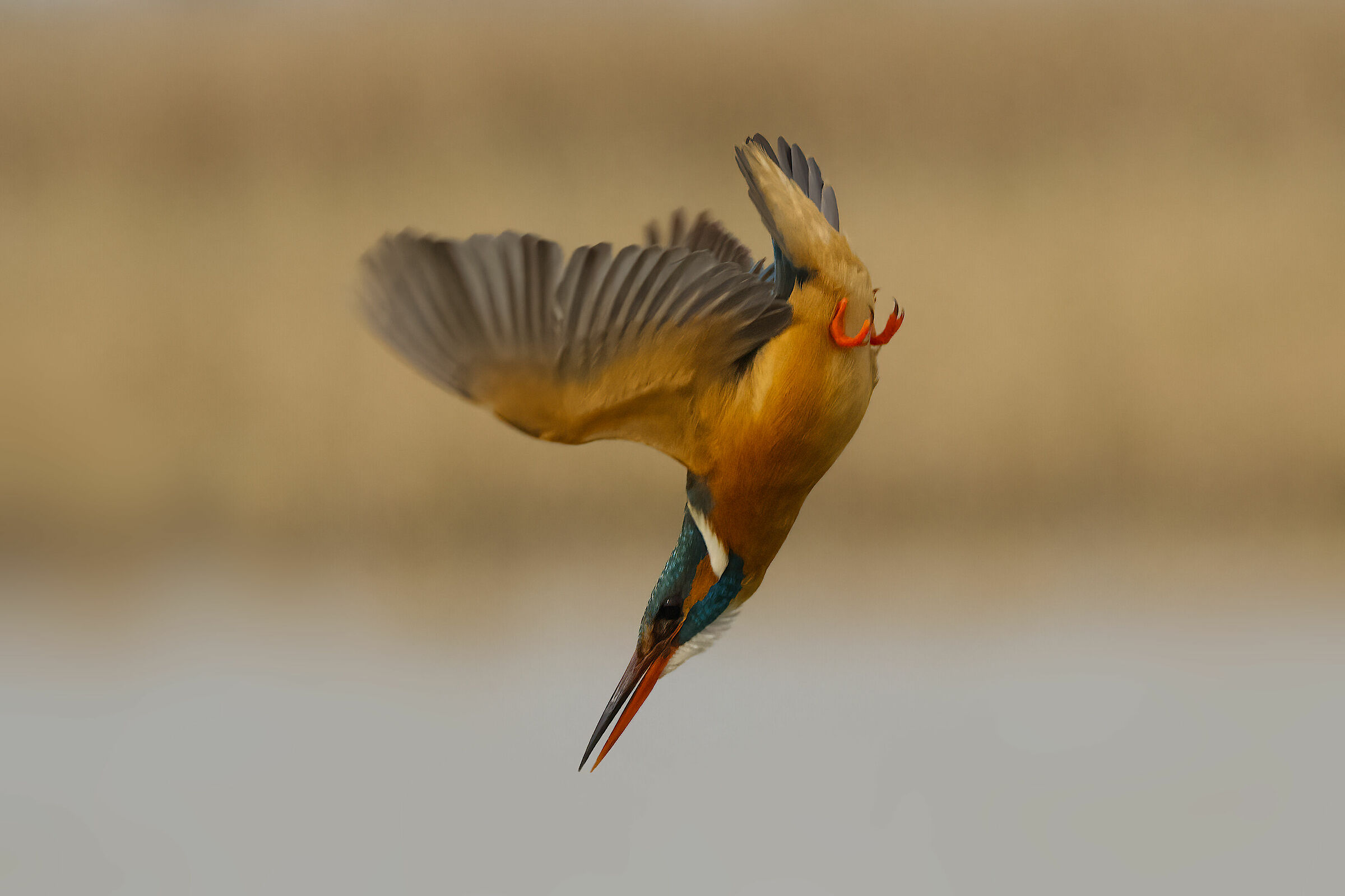 Kingfisher (Alcedo atthis)