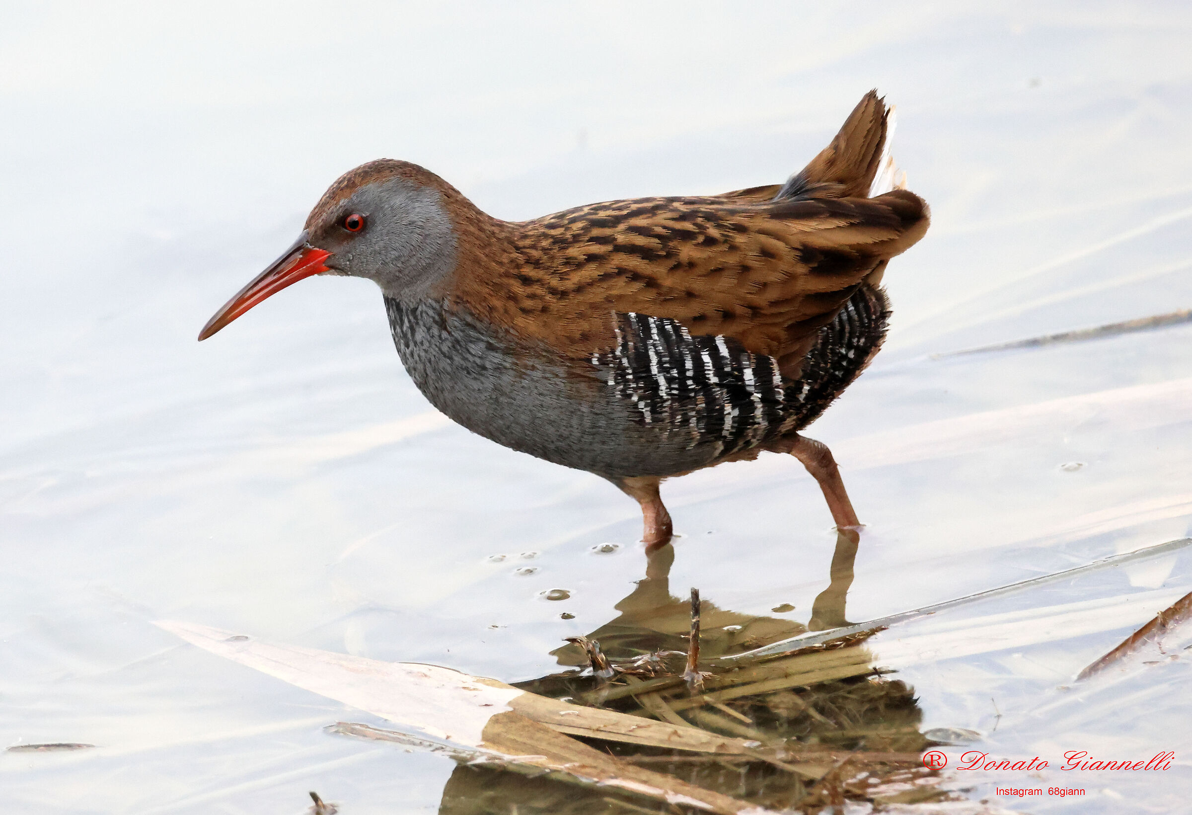 Water rail