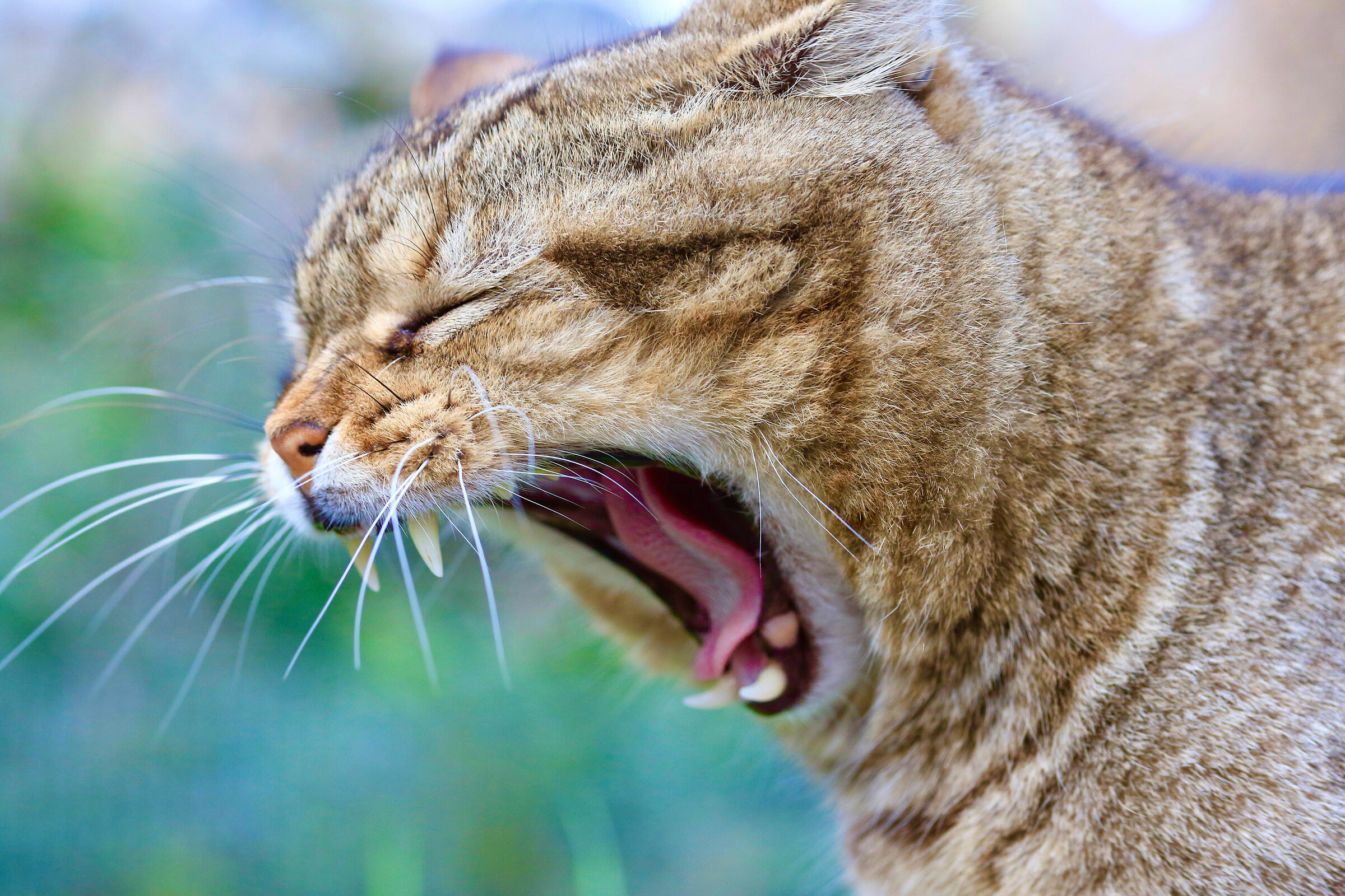 Com'è andato il weekend?
