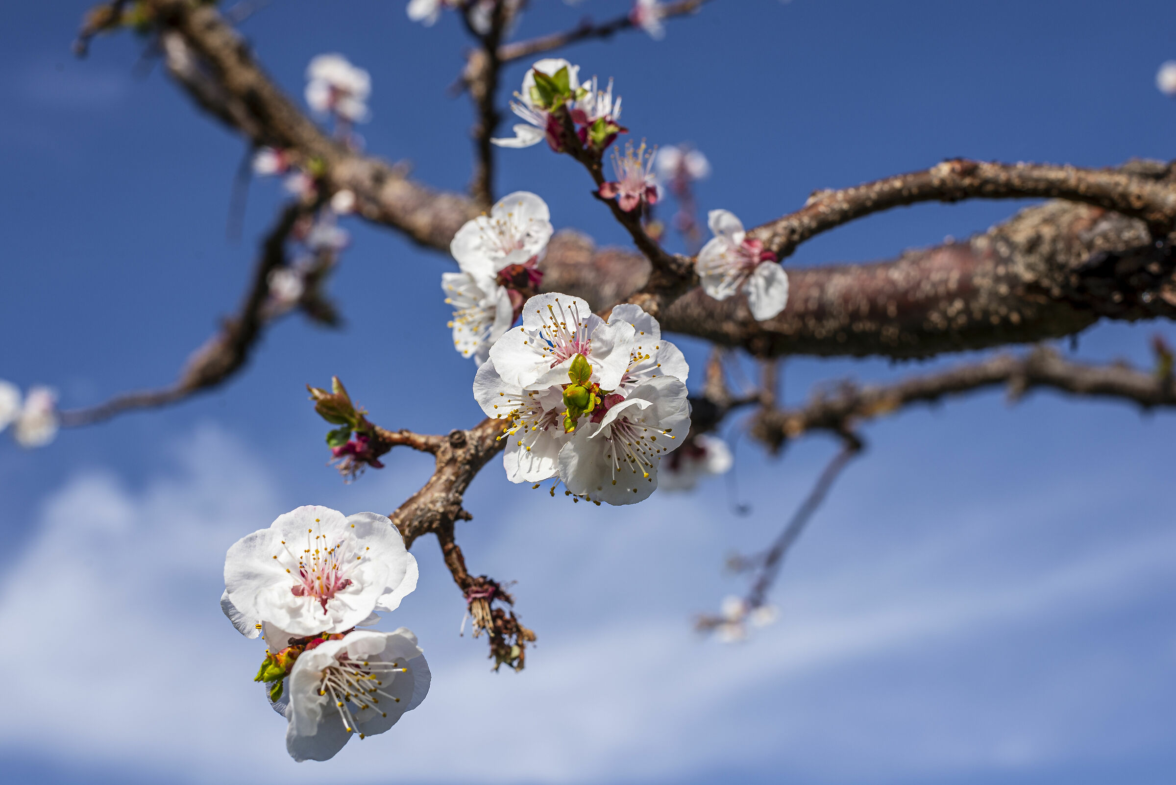 Plum blossom