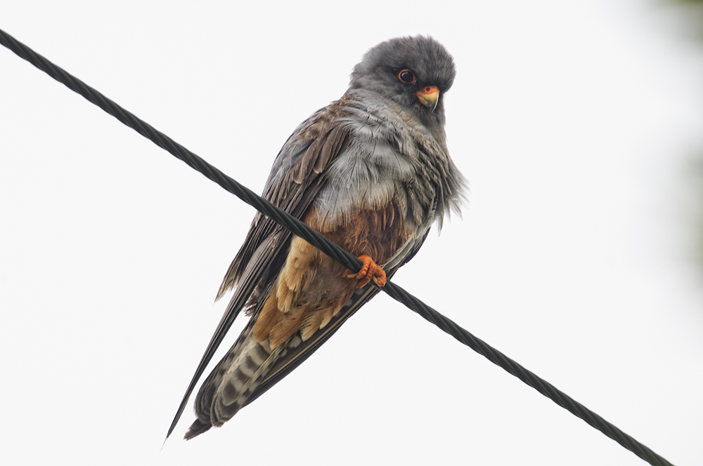 red-footed falcon