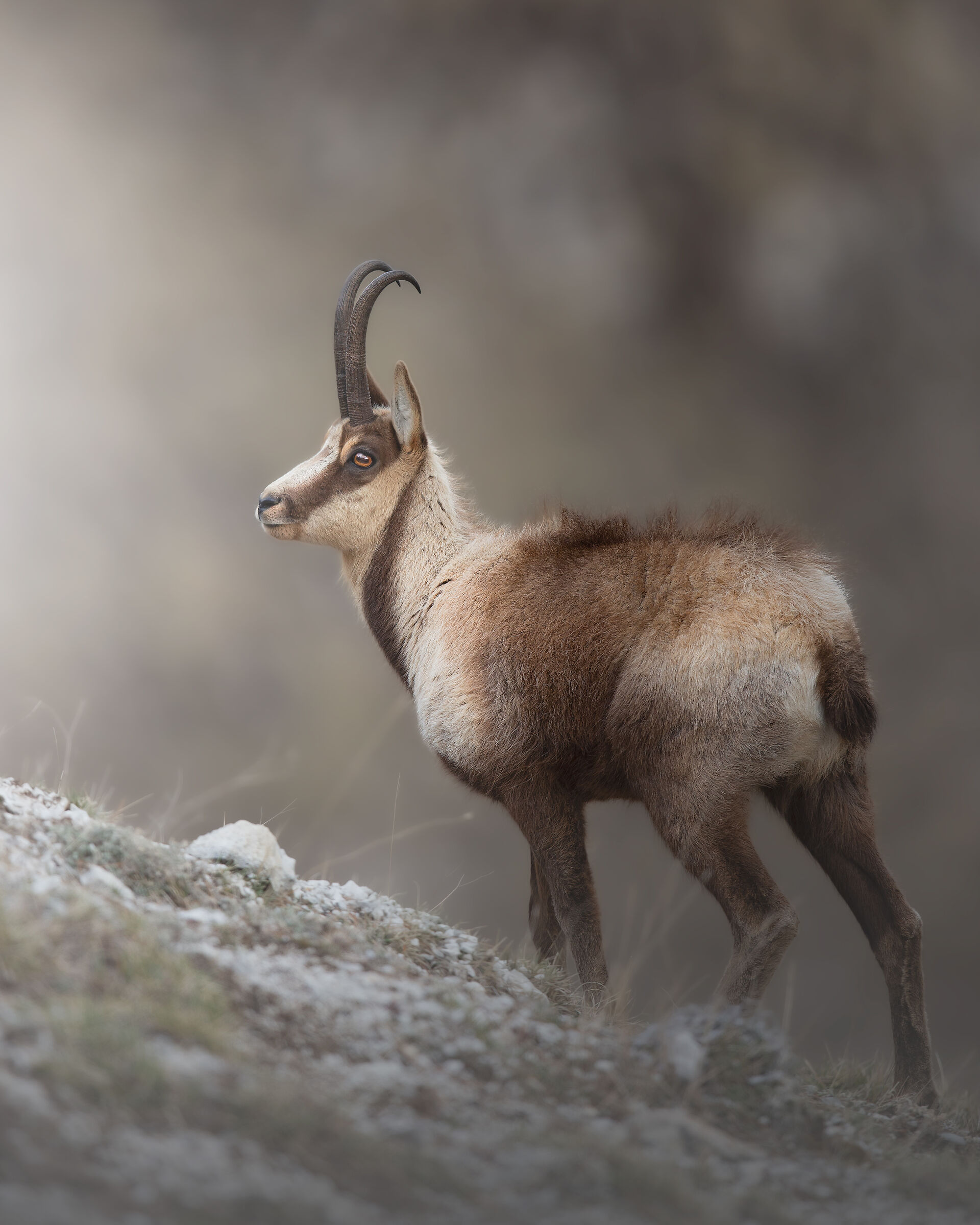 Camoscio Appenninico