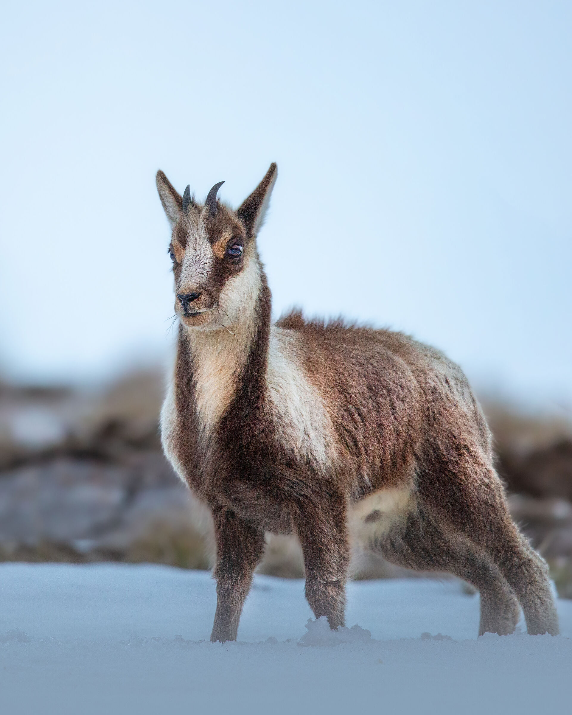 Cucciolo di Camoscio