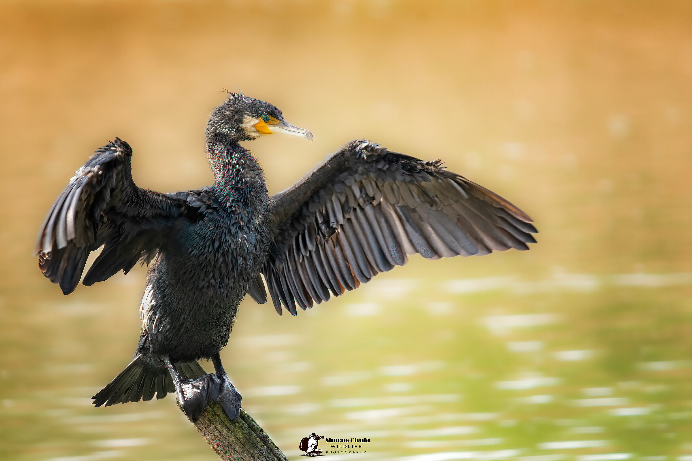 cormorant