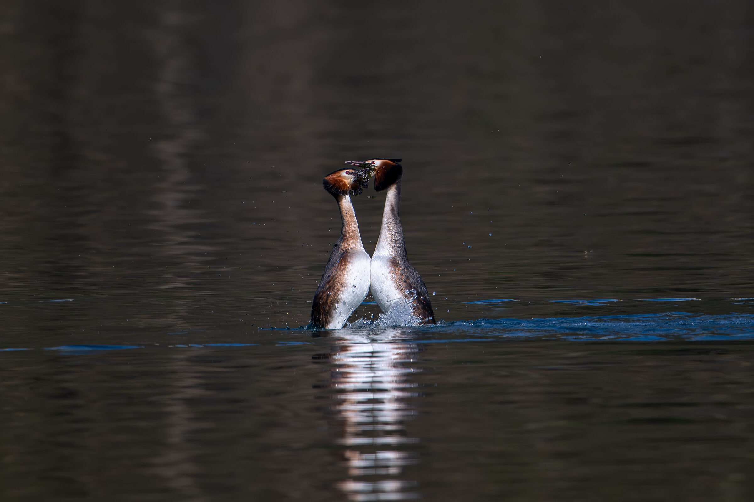 Grebes