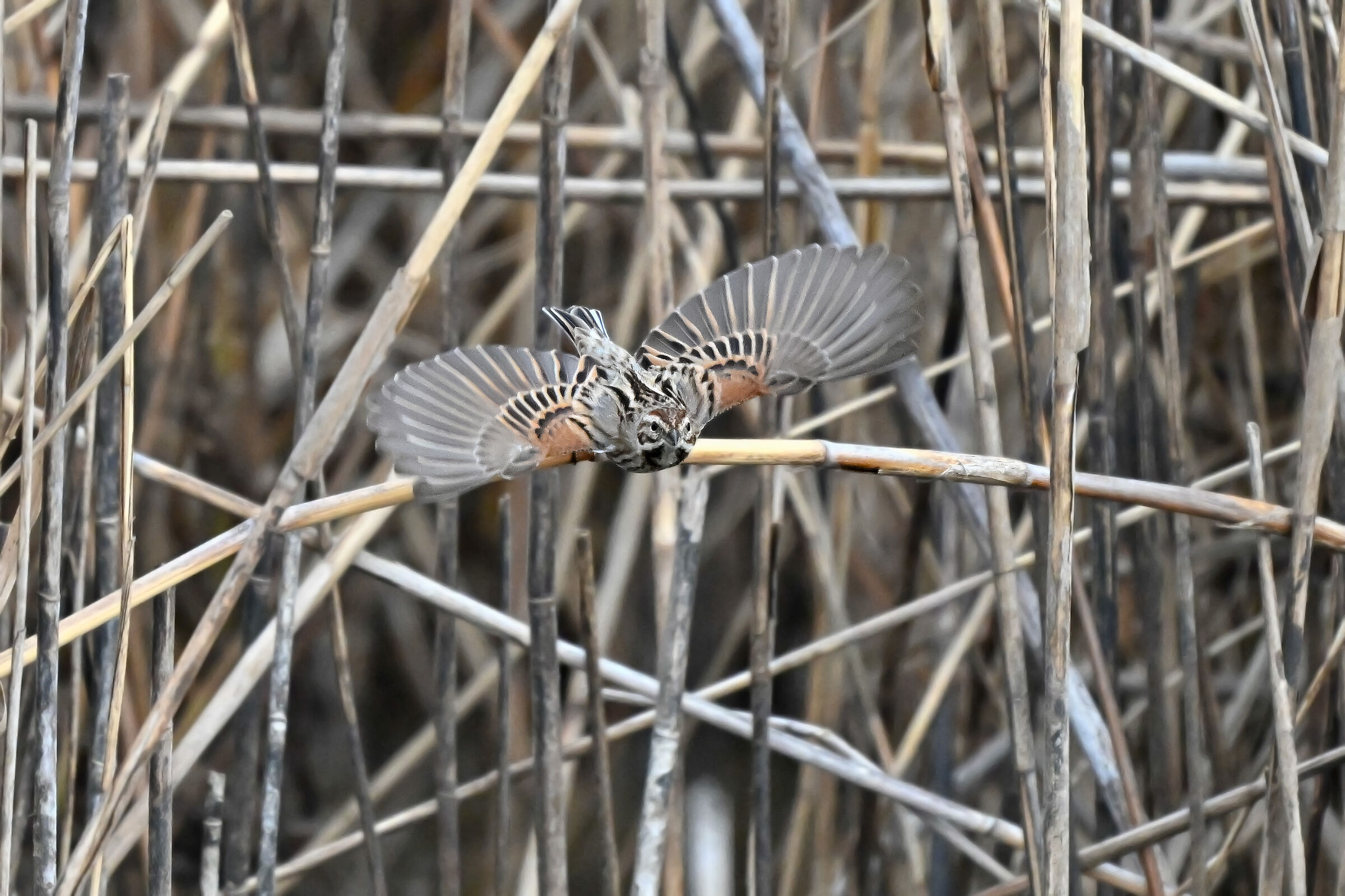 Sedge warbler