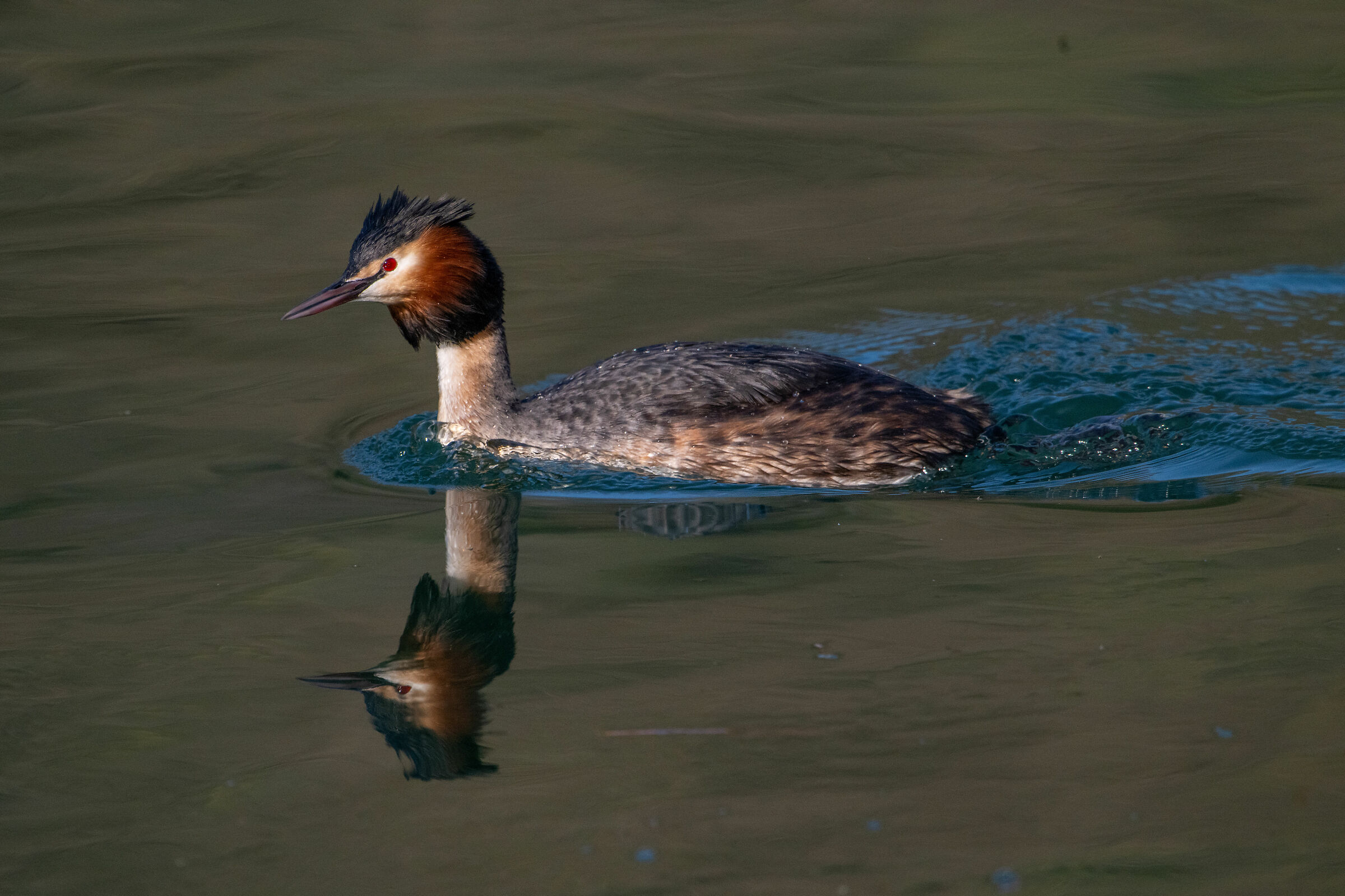 Grebe