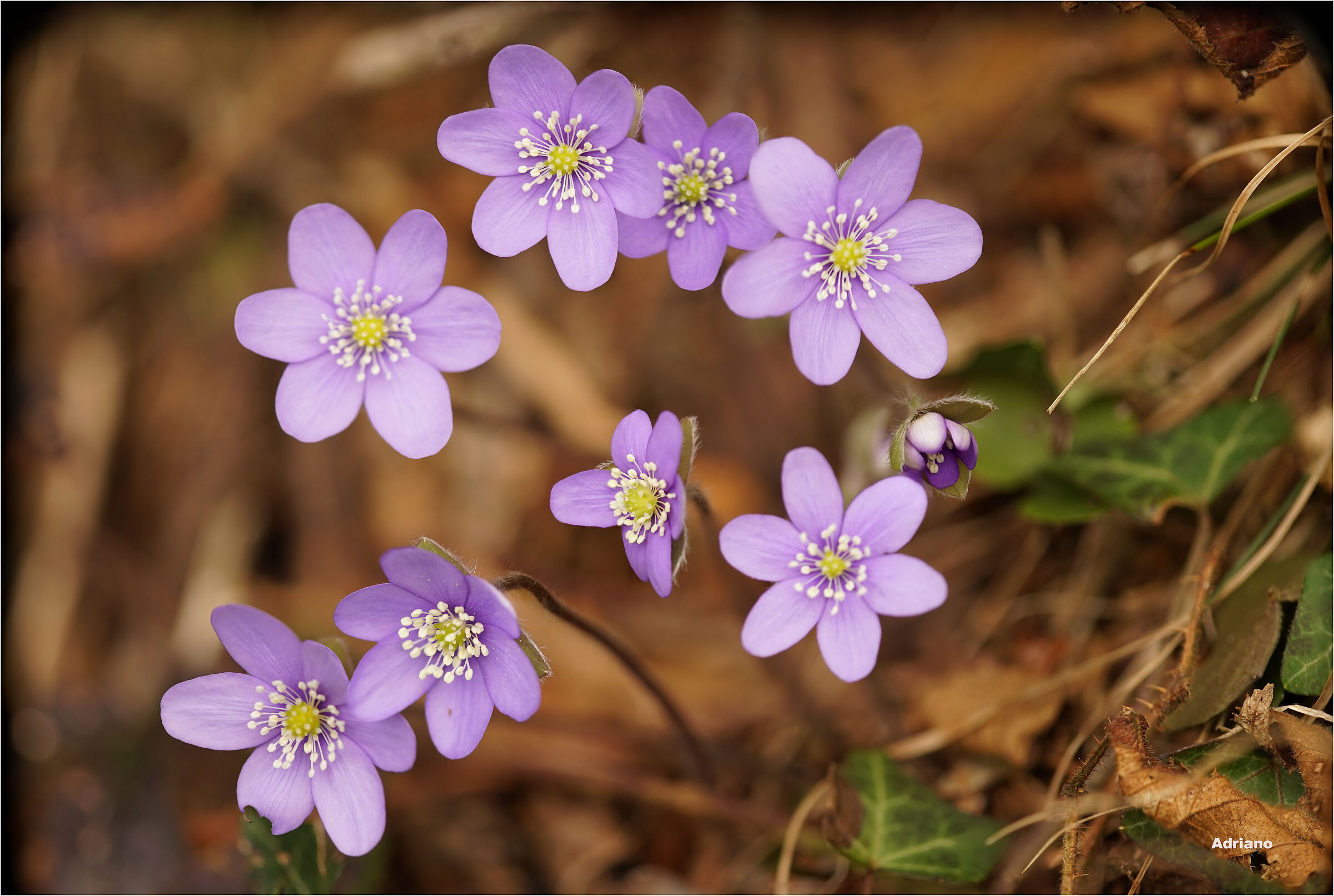 Famigliola di Hepatiche