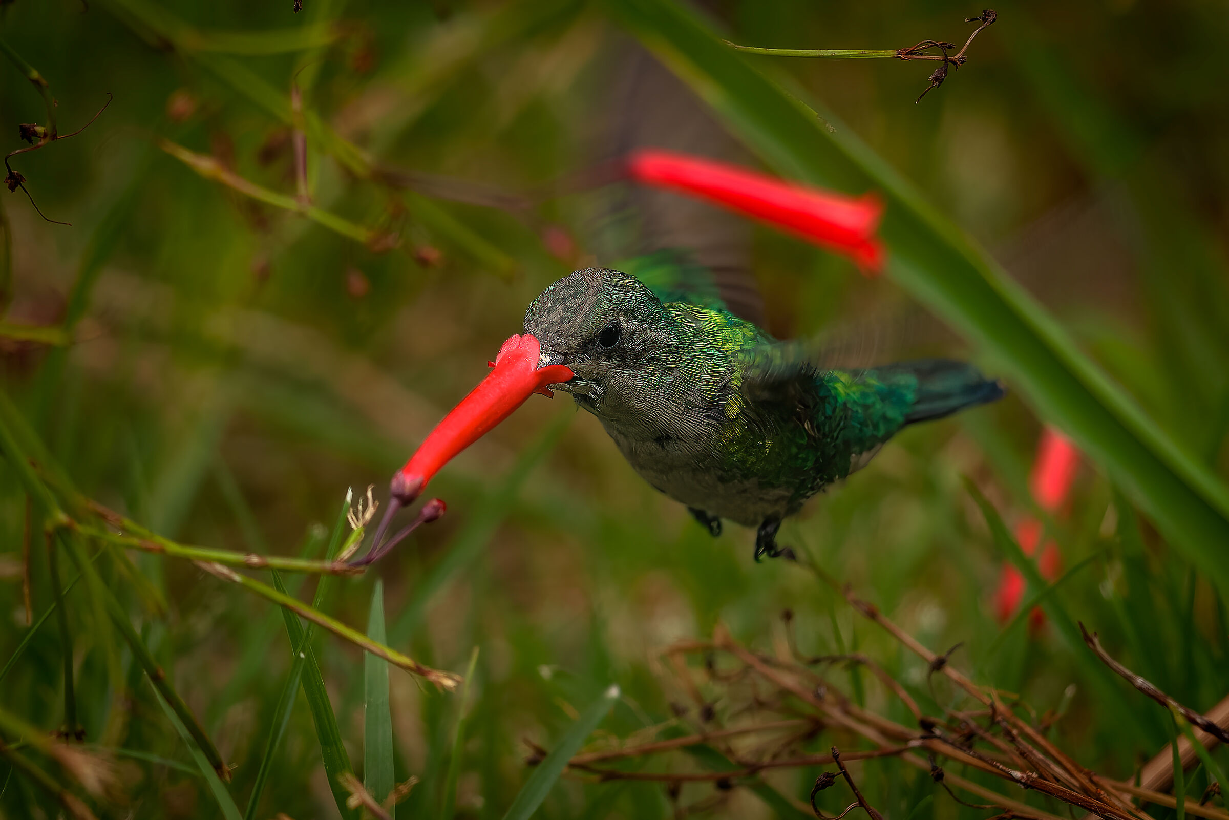 Chlorostilbon lucidus n.5