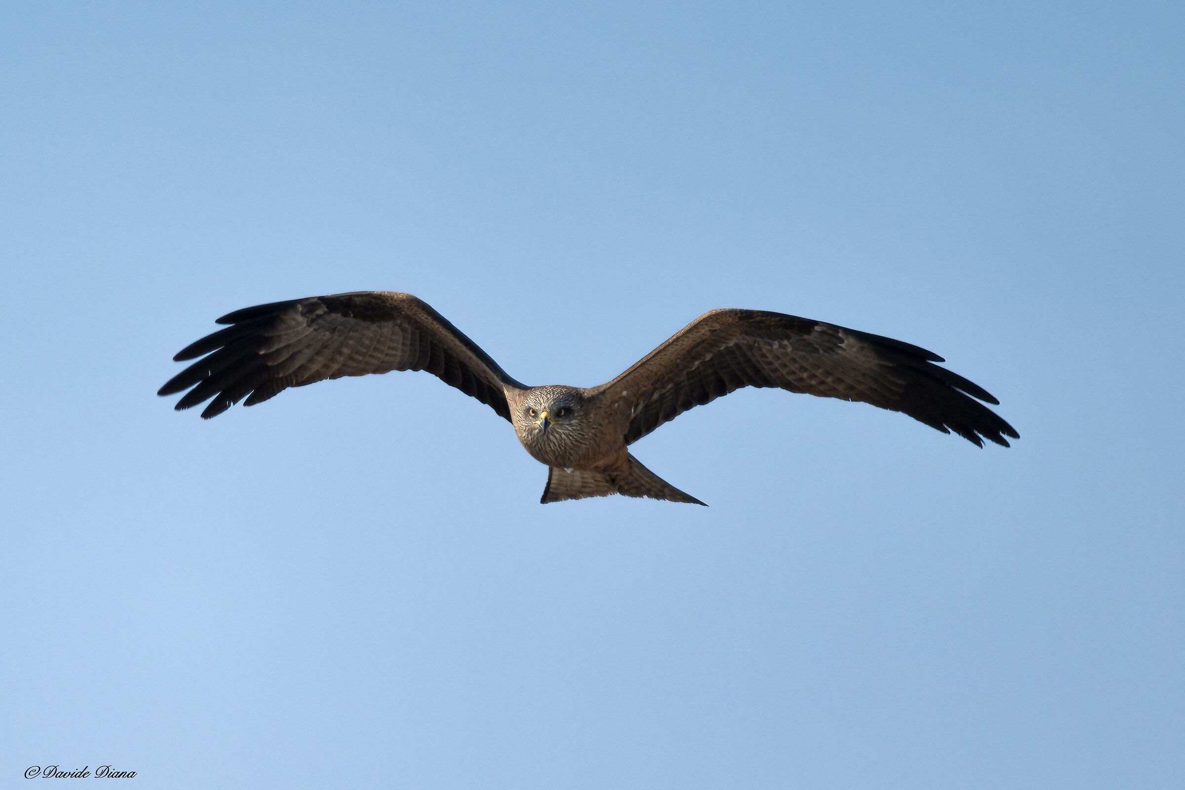 Black kite