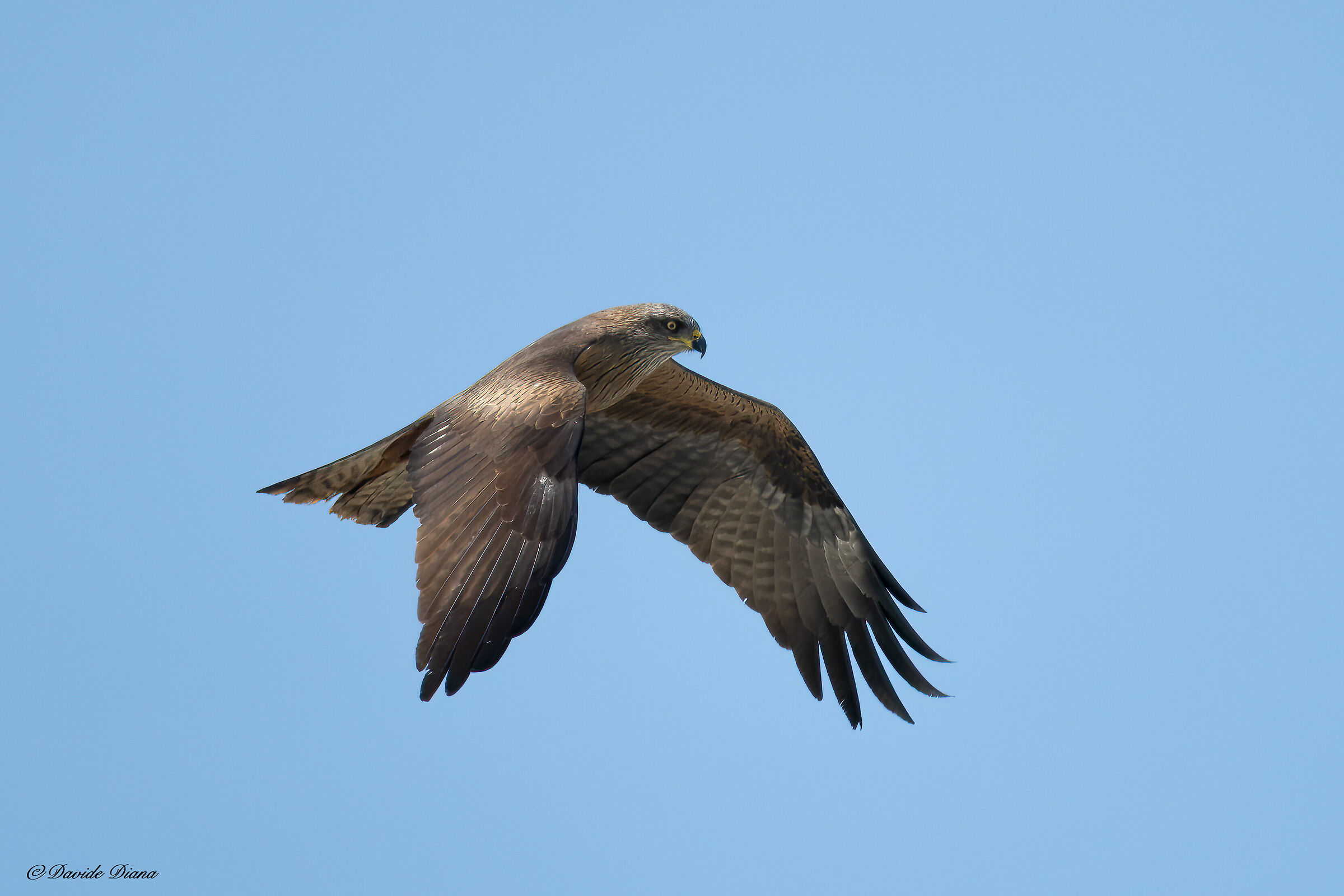 Black kite