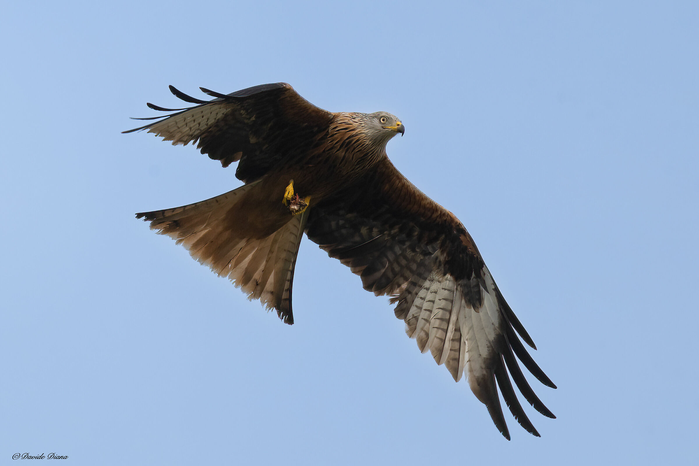 Red kite