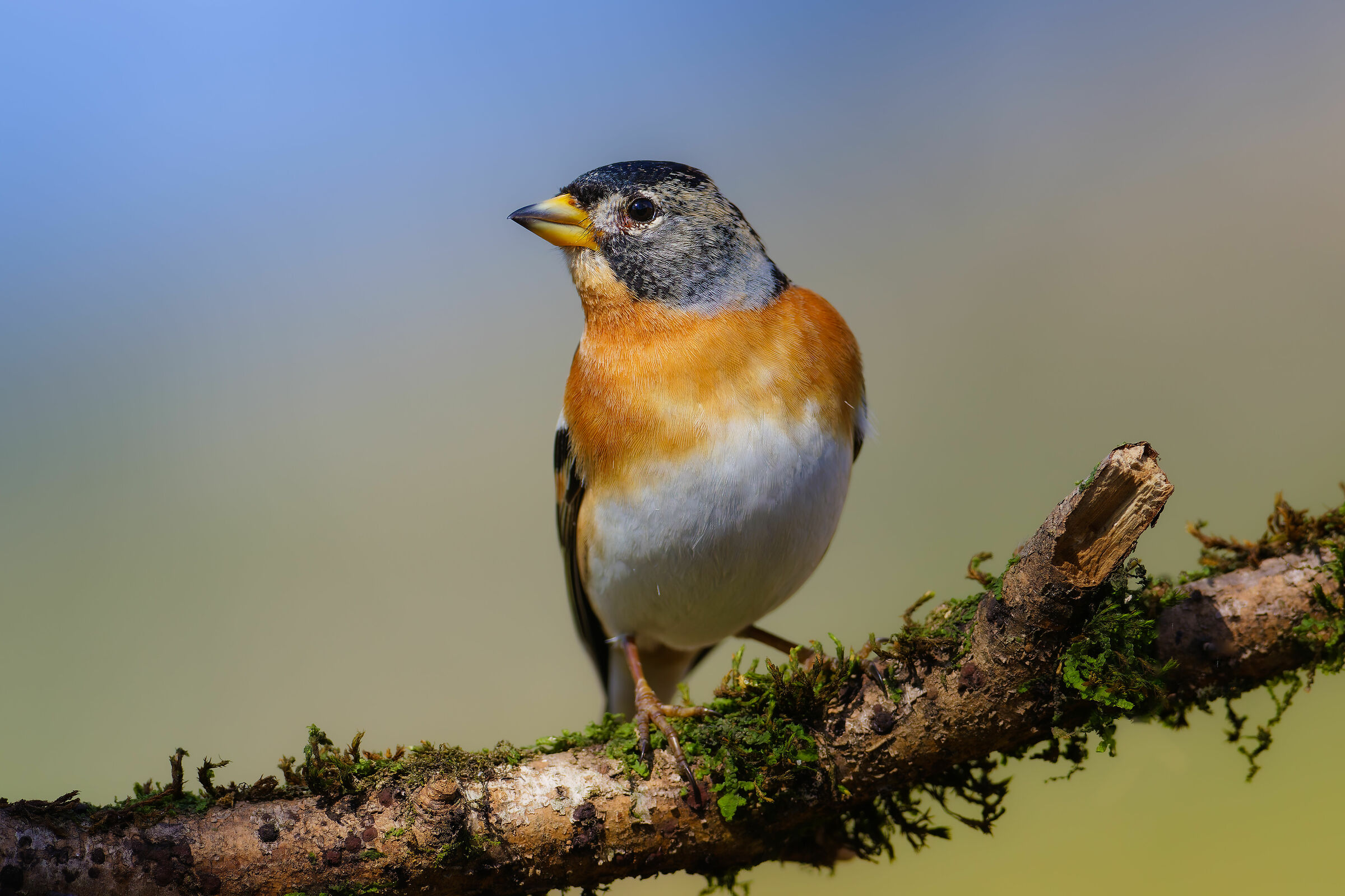 Brambling