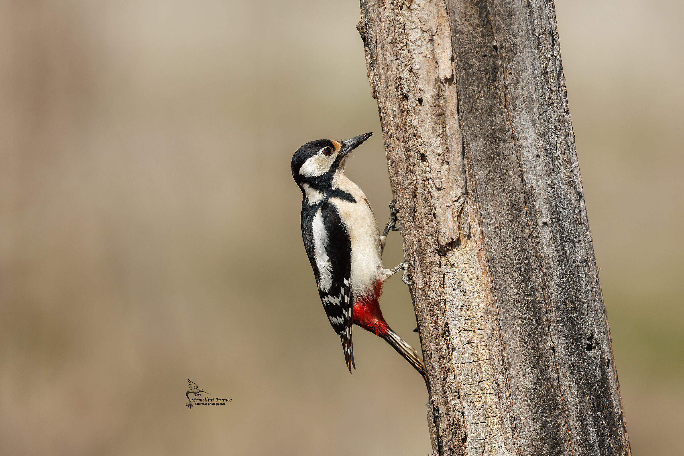 Picchio rosso maggiore