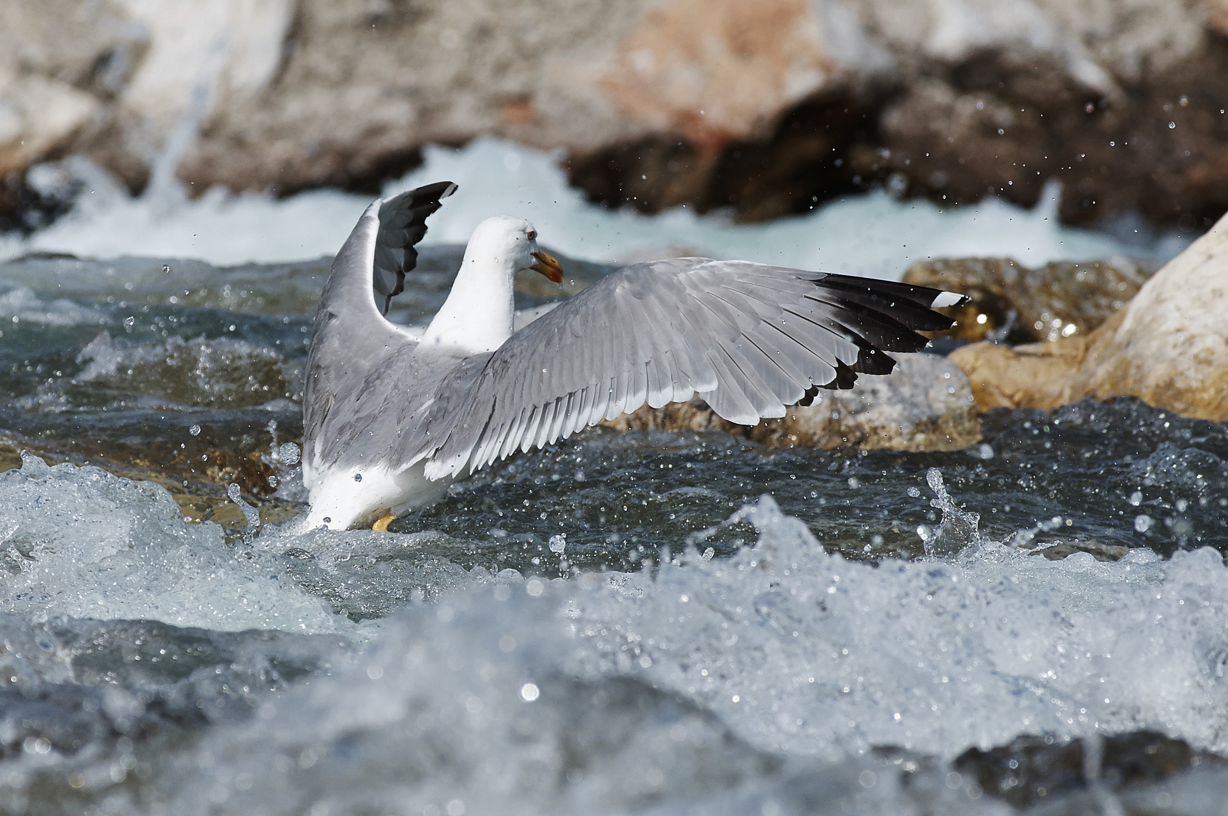 Gabbiano nel fiume