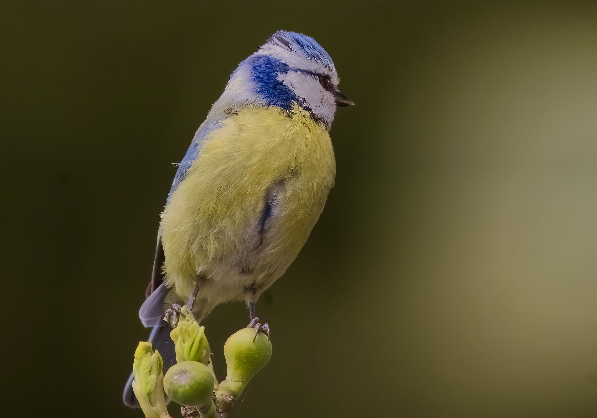 La cinciarella del fico
