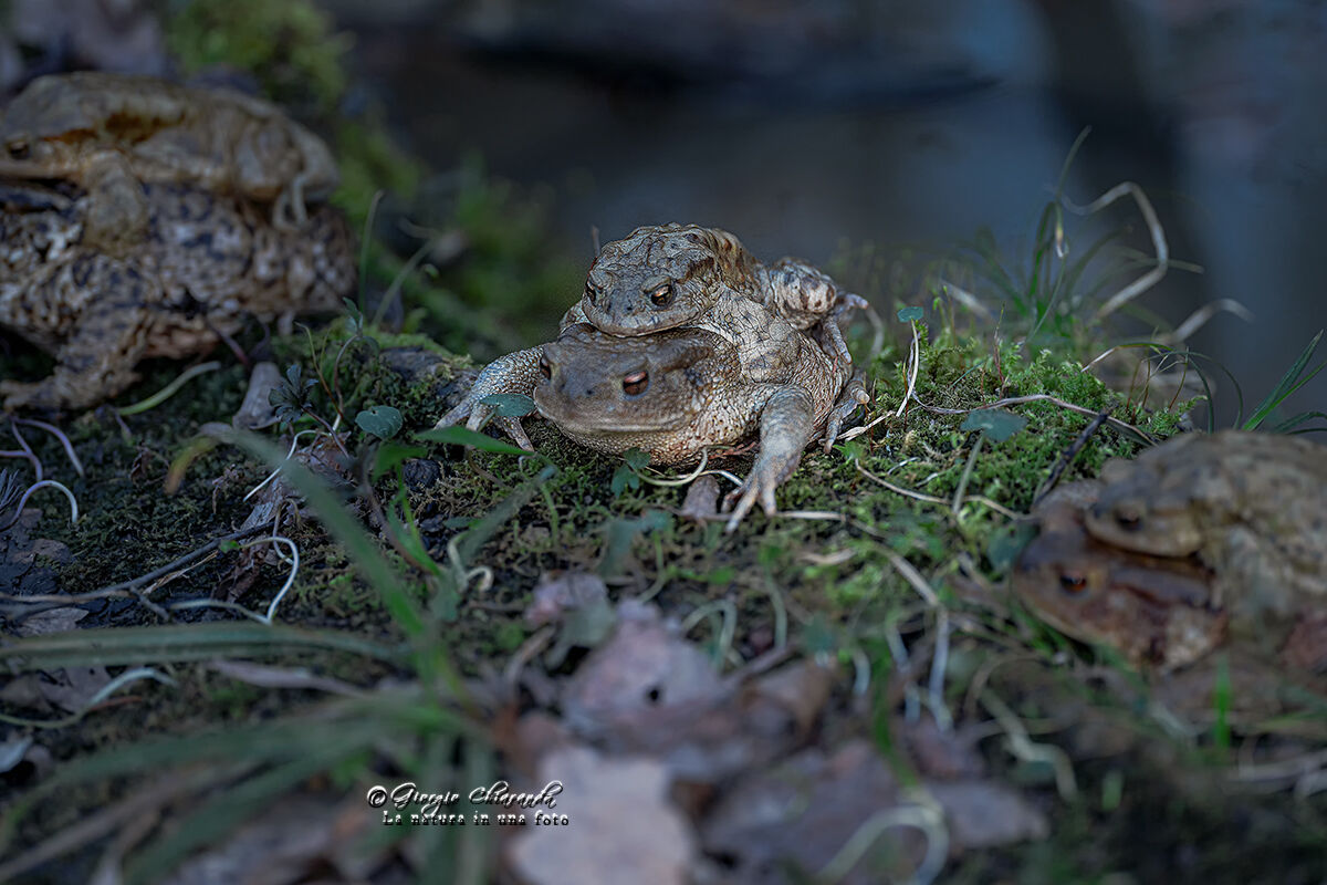 Spring Loves (Toads bufo bufo)
