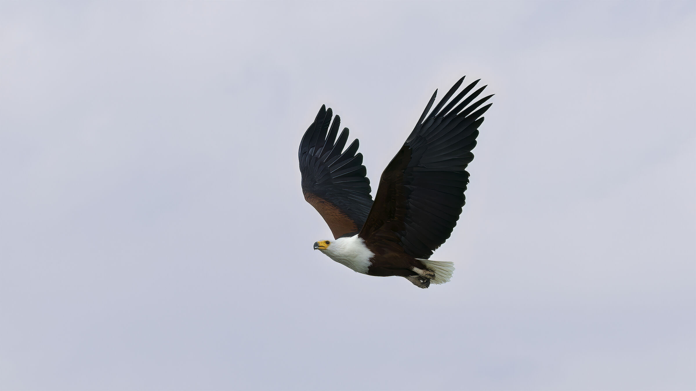 African Fish Eagle (Kenya)