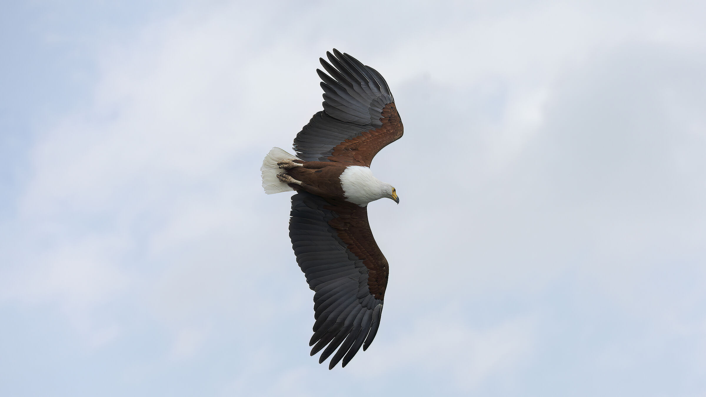 African Fish Eagle (Kenya)
