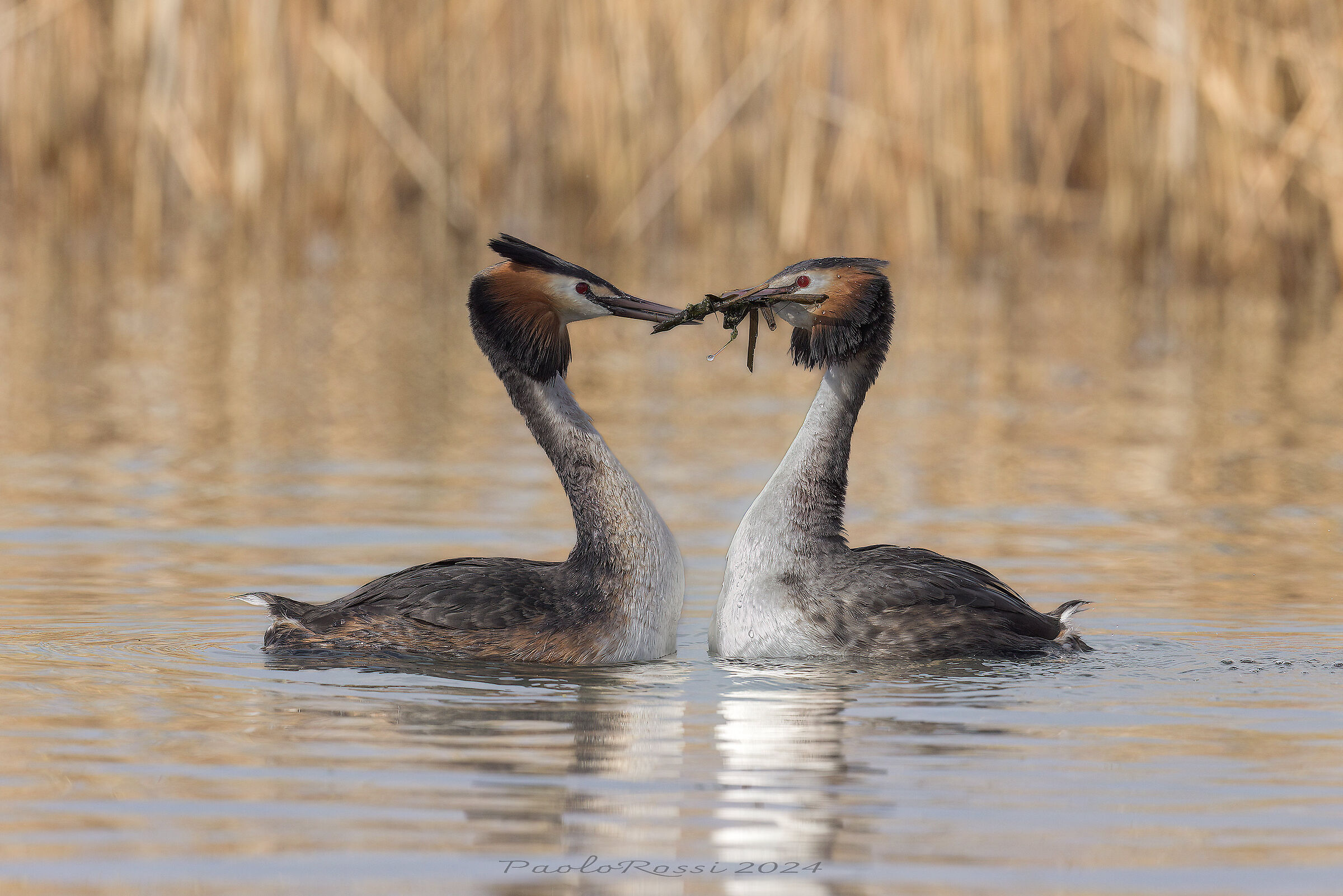 Grebes... The Gift