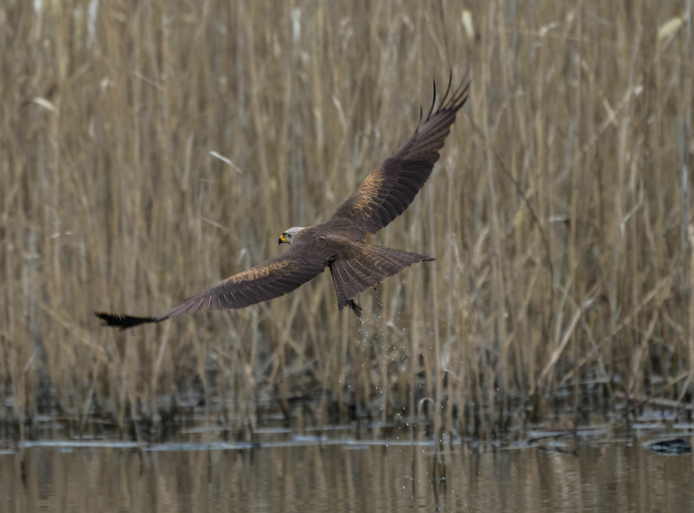 red kite