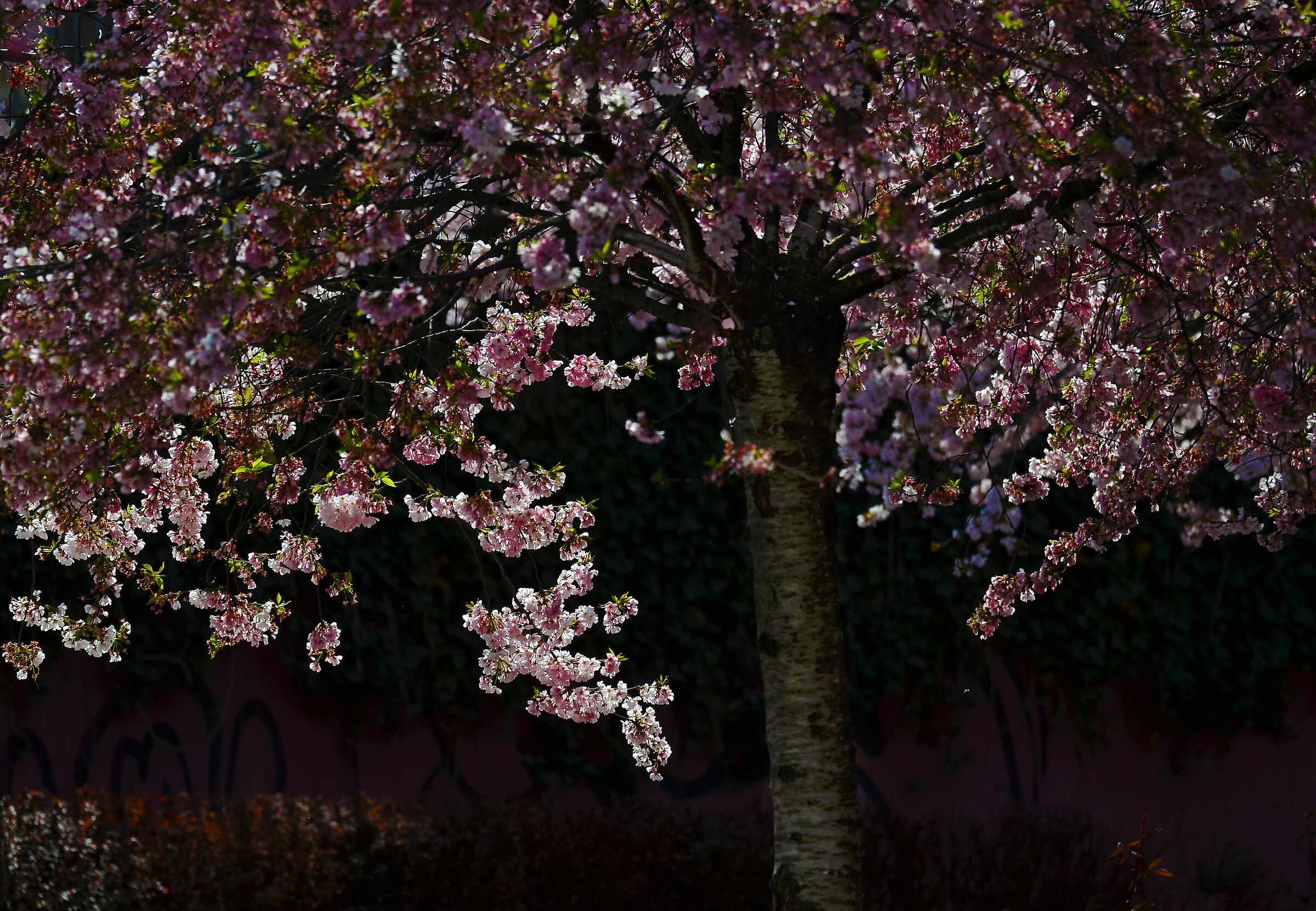 albero a primavera