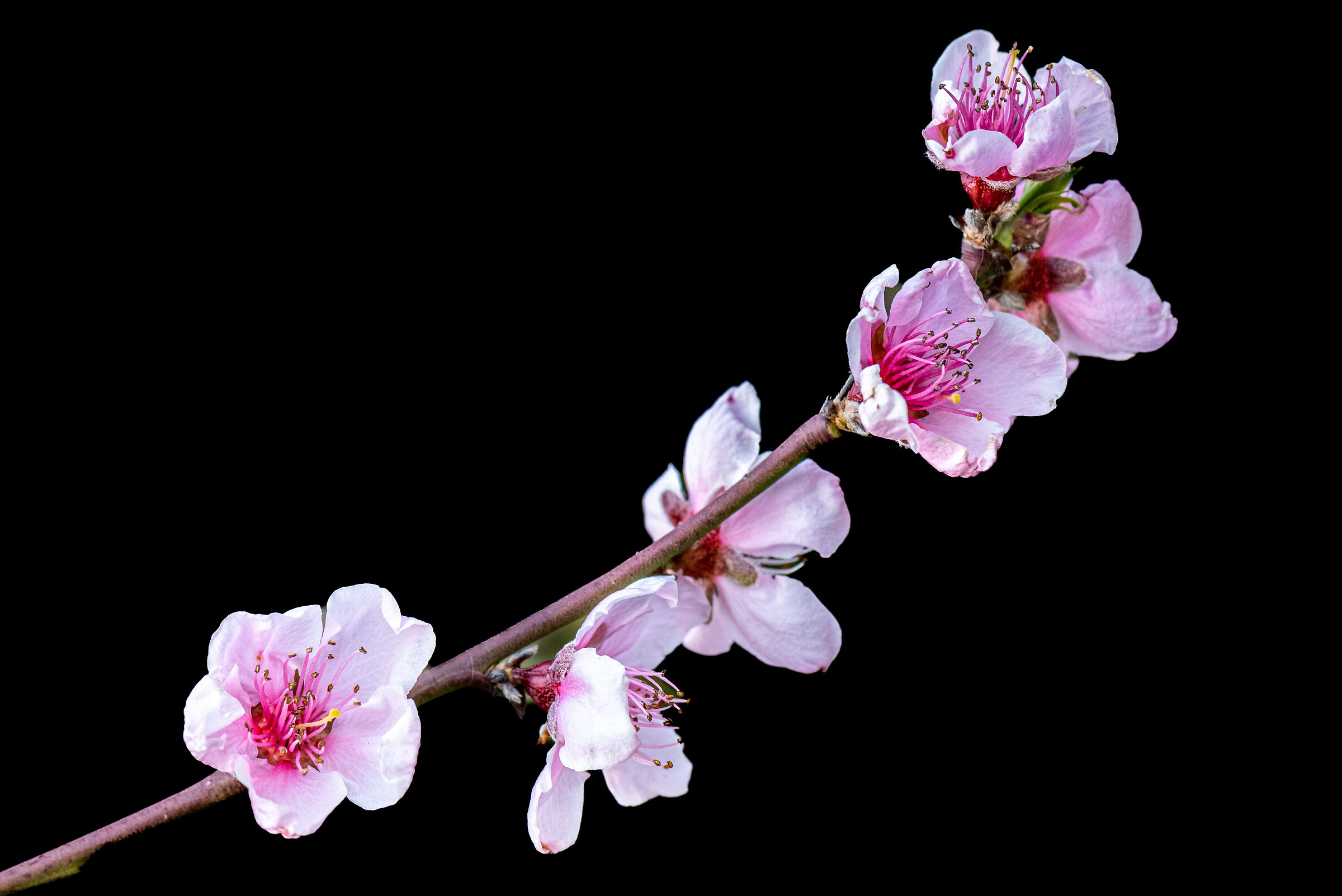 Peach blossoms ...