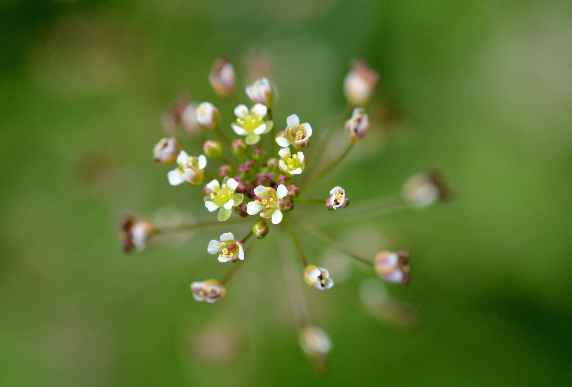 Piccoli fiori bianchi