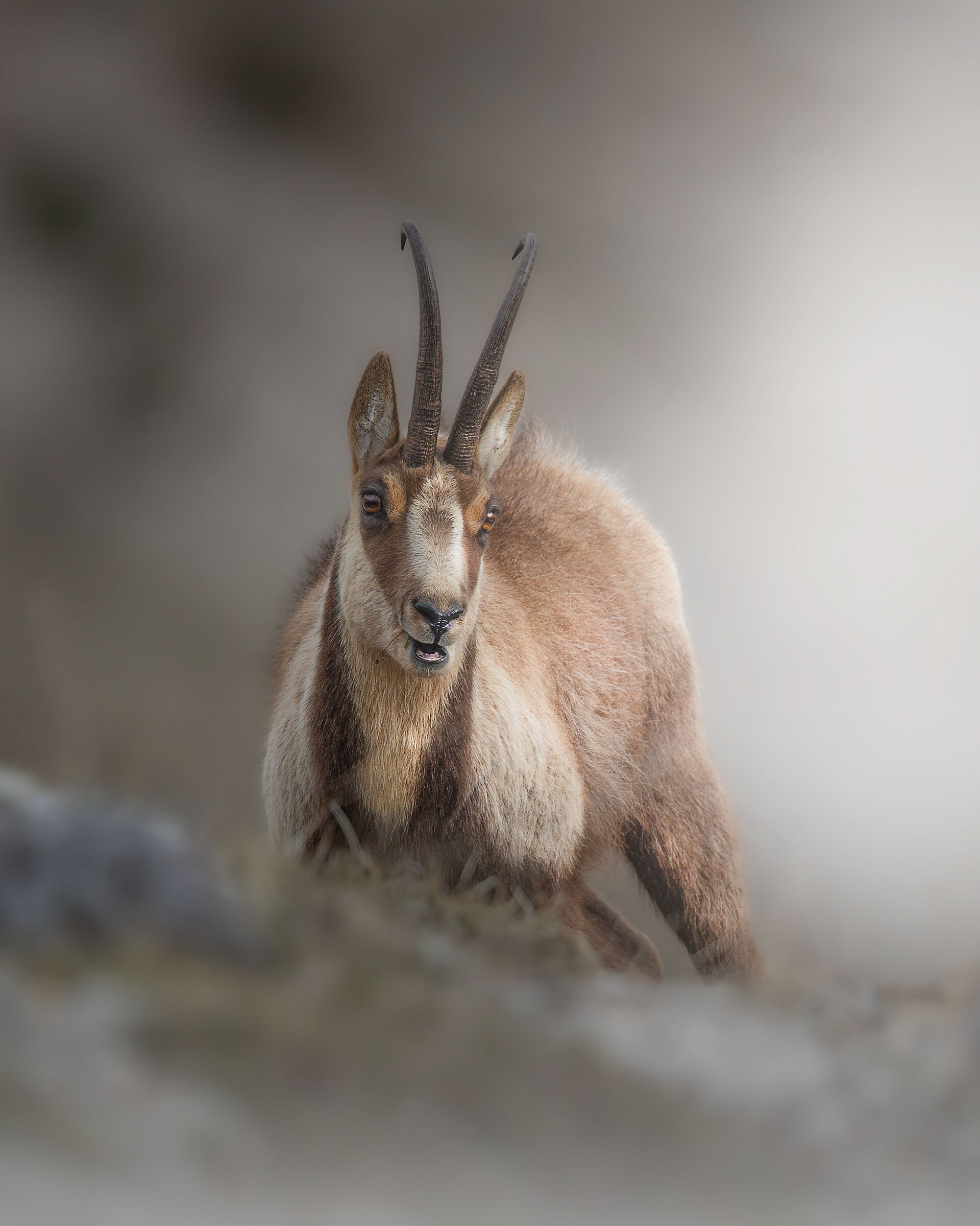 Camoscio Appenninico