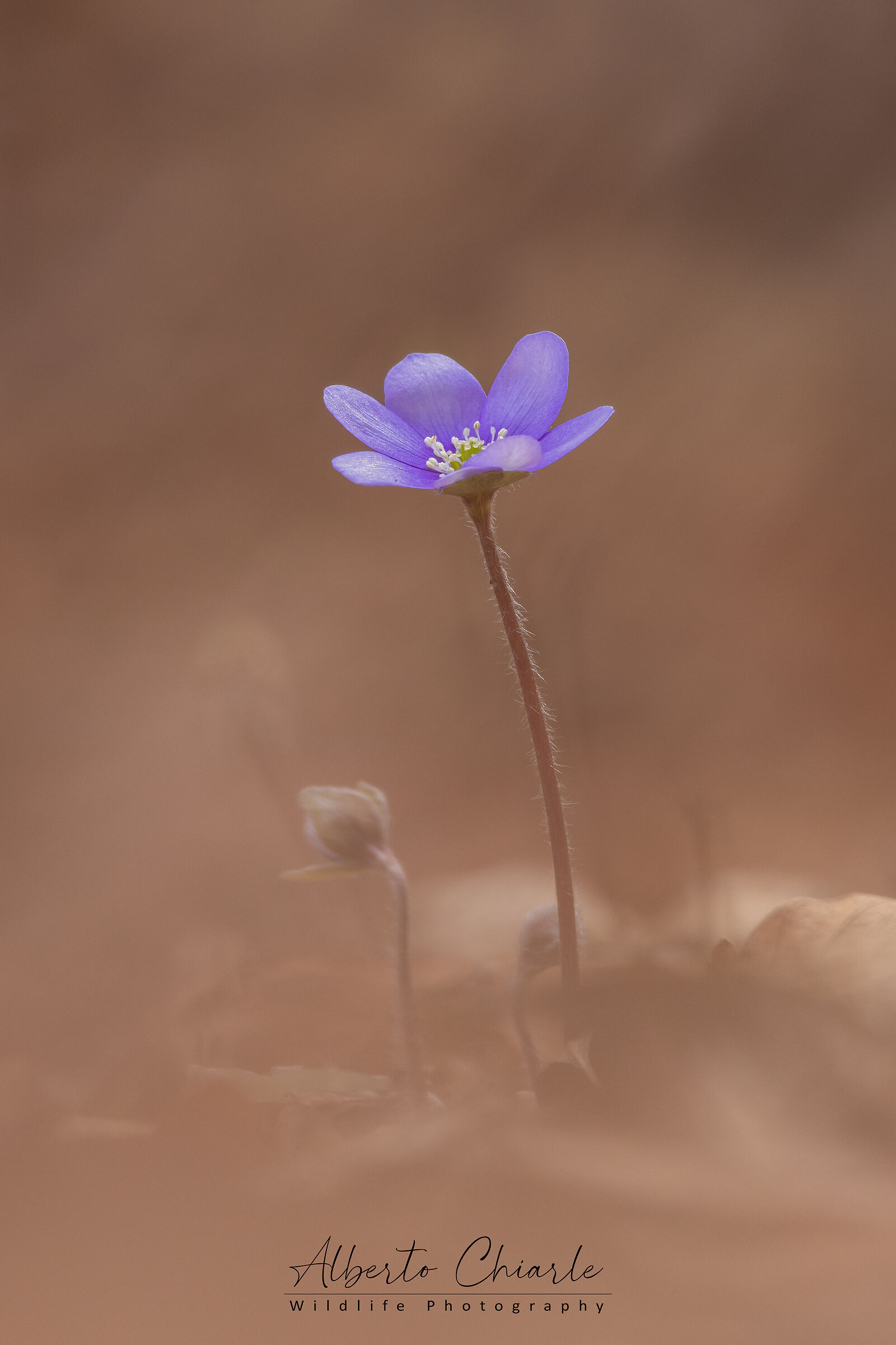Hepatica nobilis