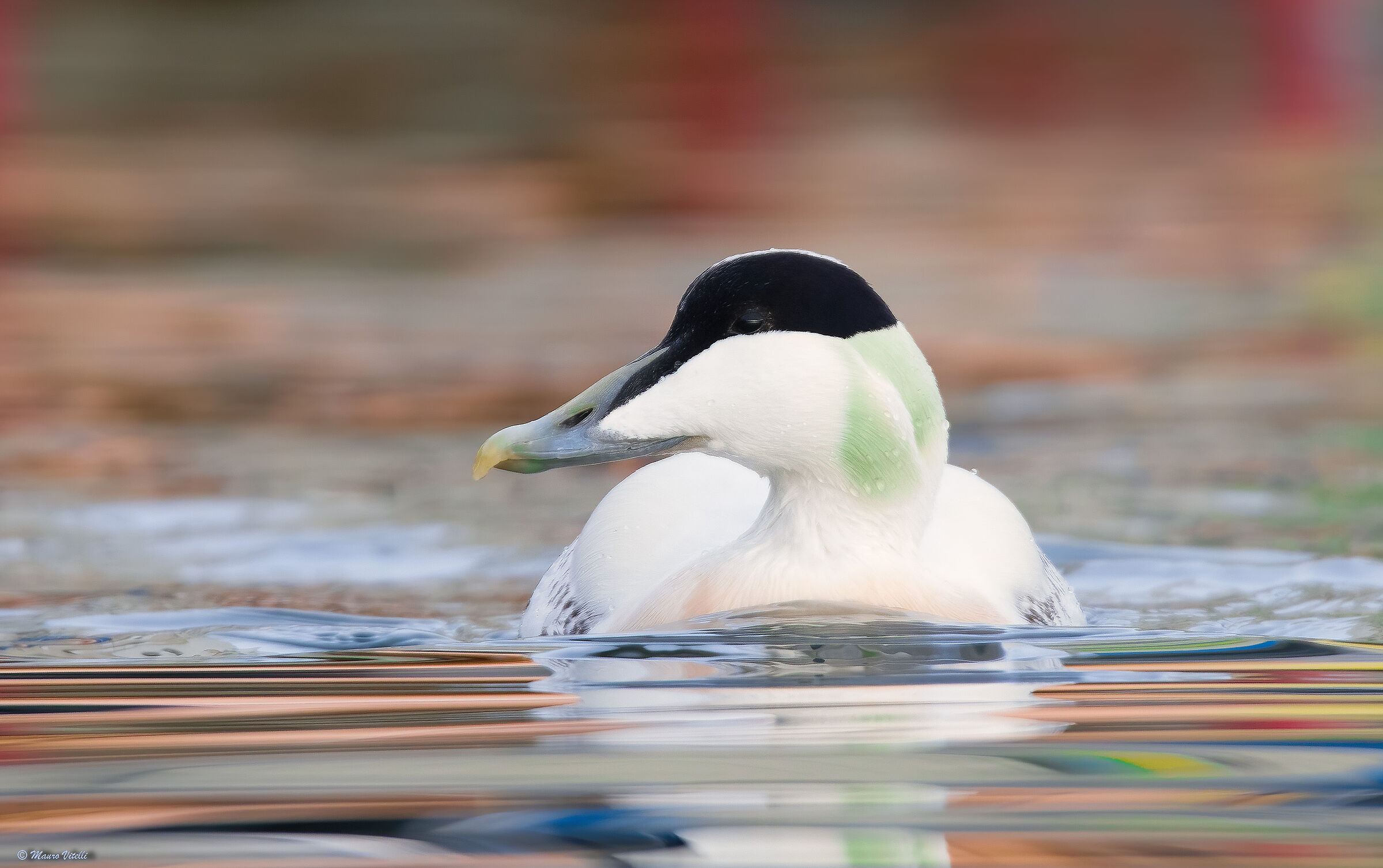 Eider (Somateria mollissima)